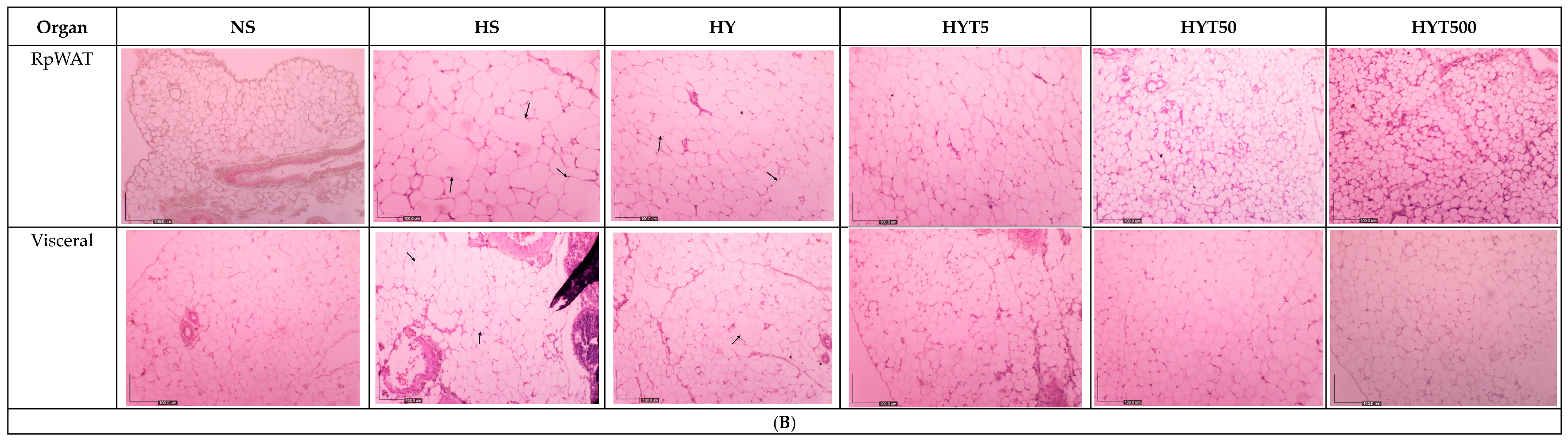 Nutrients 15 01258 g003c Nutrients 15 01258 g003c