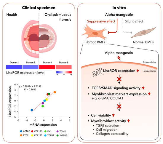 Examination of ZEB2J cultures for ES cell characteristics. (A) Cells at