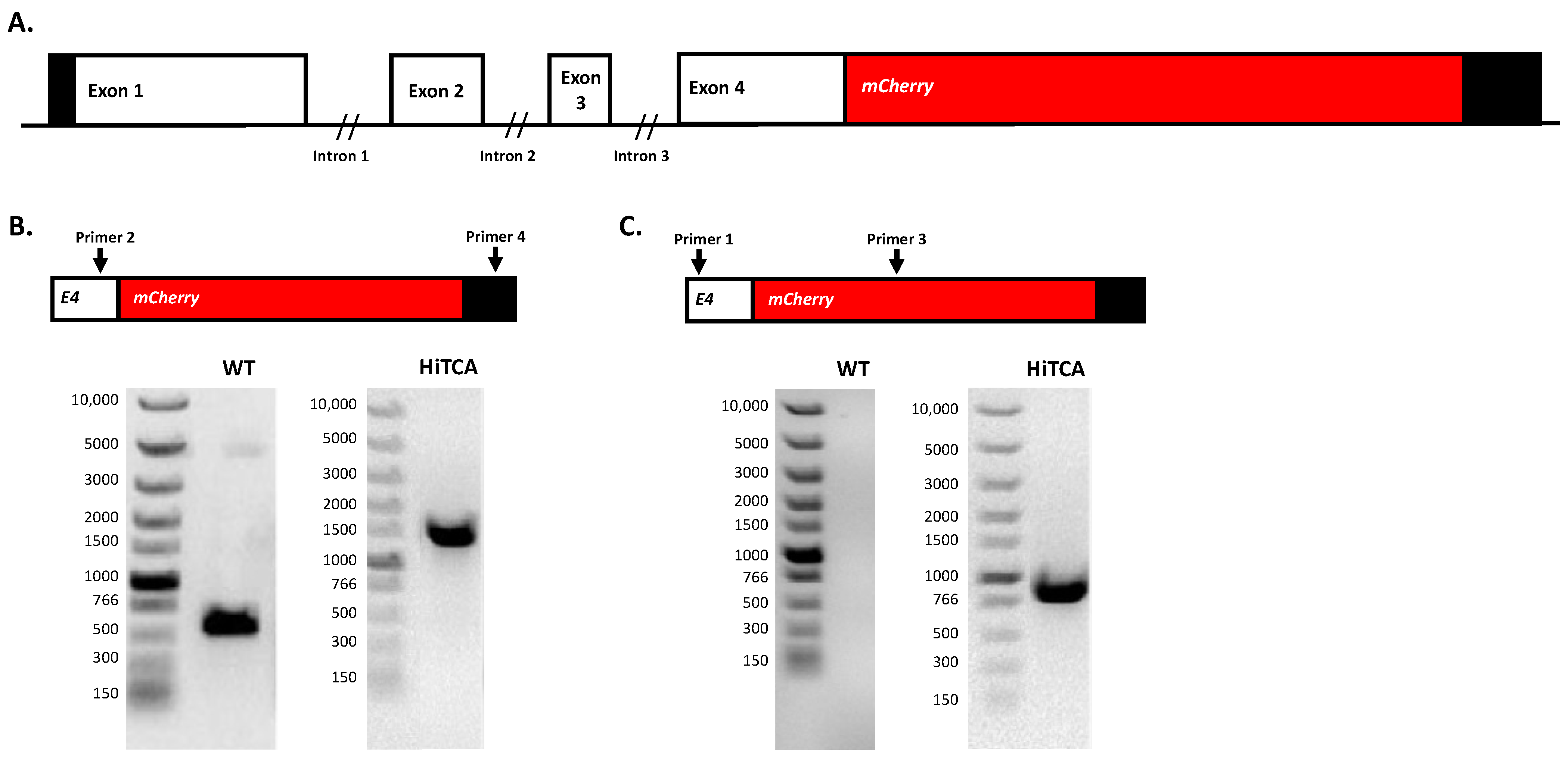 Nutrients 15 01380 g002