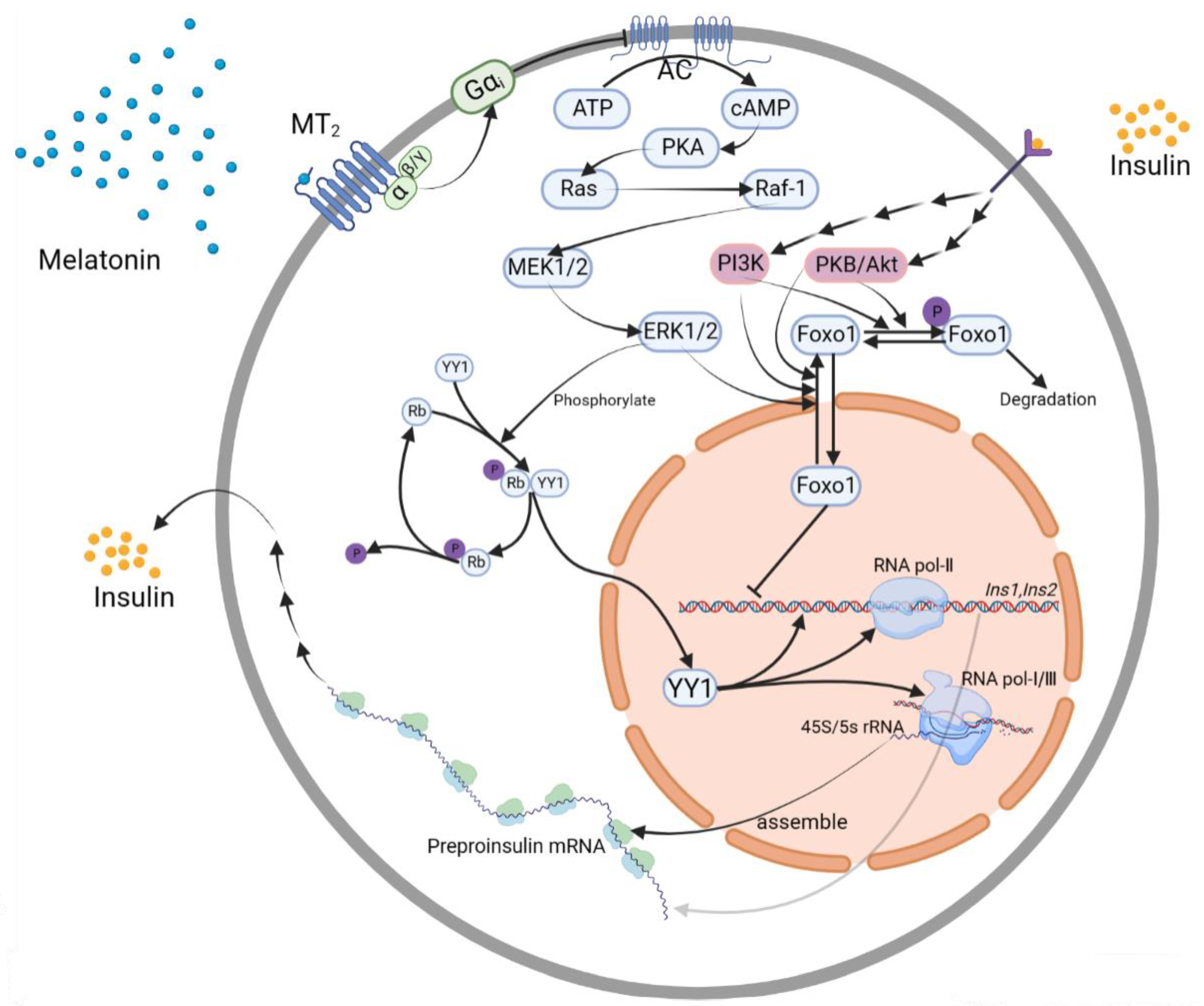 Nutrients 15 01406 g004 Nutrients 15 01406 g004