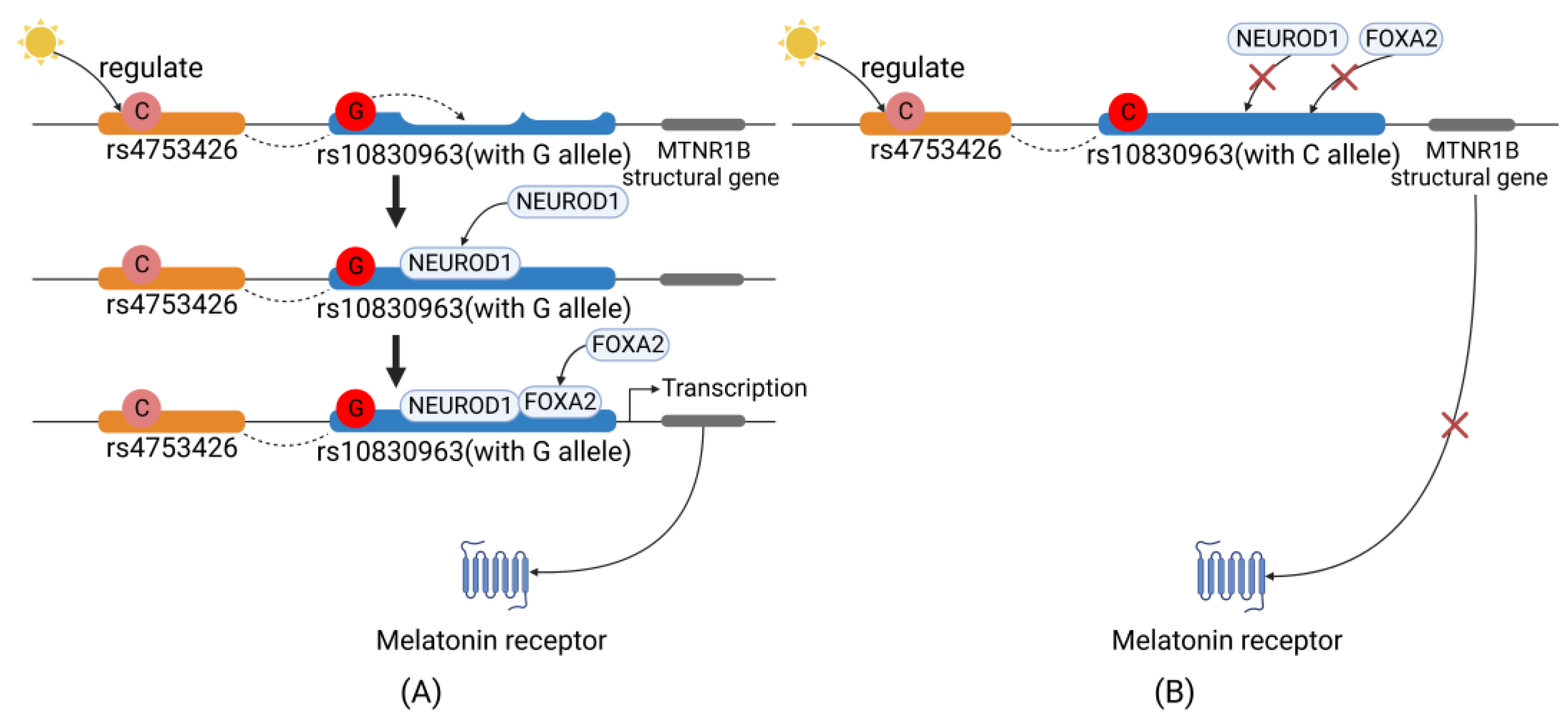 Nutrients 15 01406 g005 Nutrients 15 01406 g005