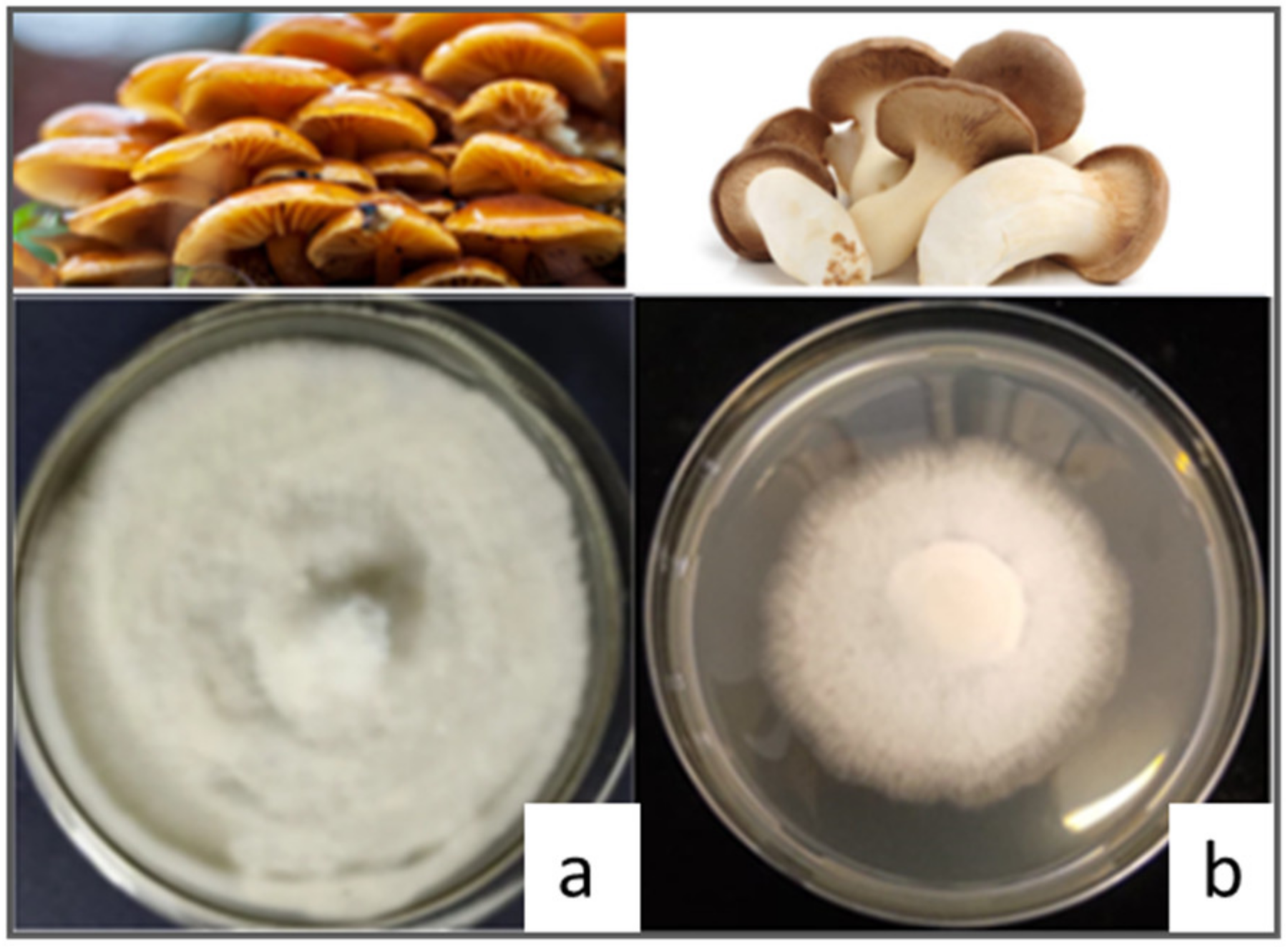 https://www.mdpi.com/nutrients/nutrients-15-01509/article_deploy/html/images/nutrients-15-01509-g003.png