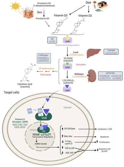 Nutrients | Free Full-Text | Polymorphisms in VDR, CYP27B1, CYP2R1, GC ...