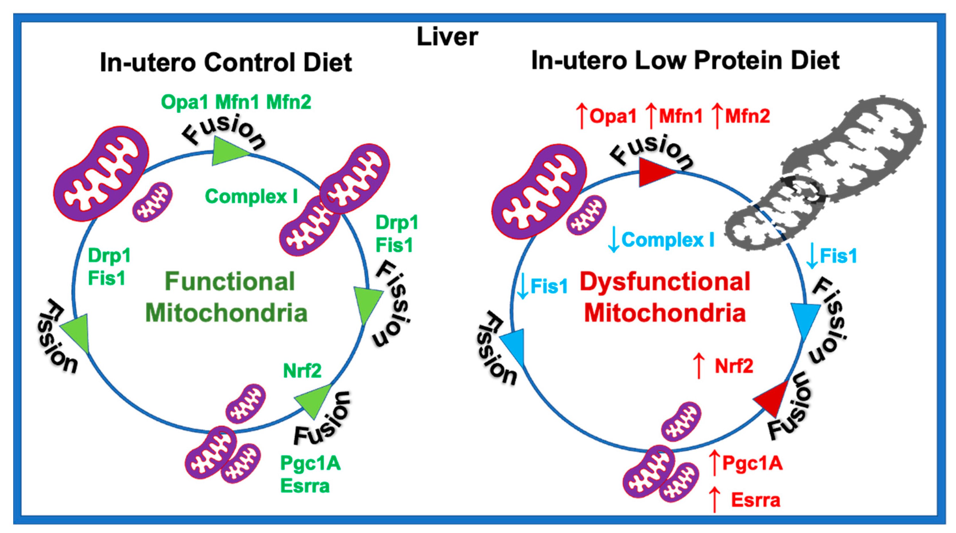 Nutrients 15 01568 g007 Nutrients 15 01568 g007