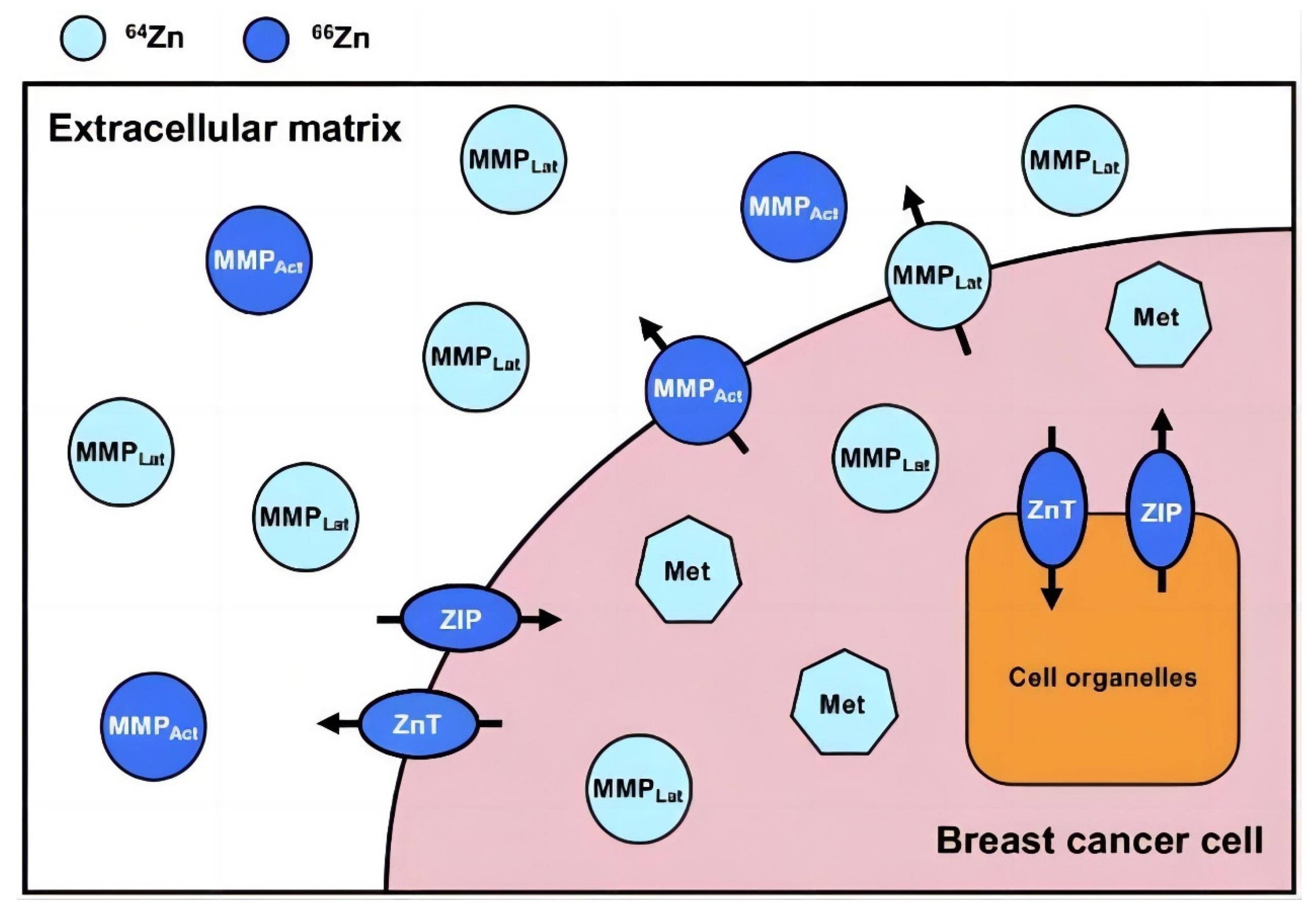 Nutrients 15 01703 g002 Nutrients 15 01703 g002