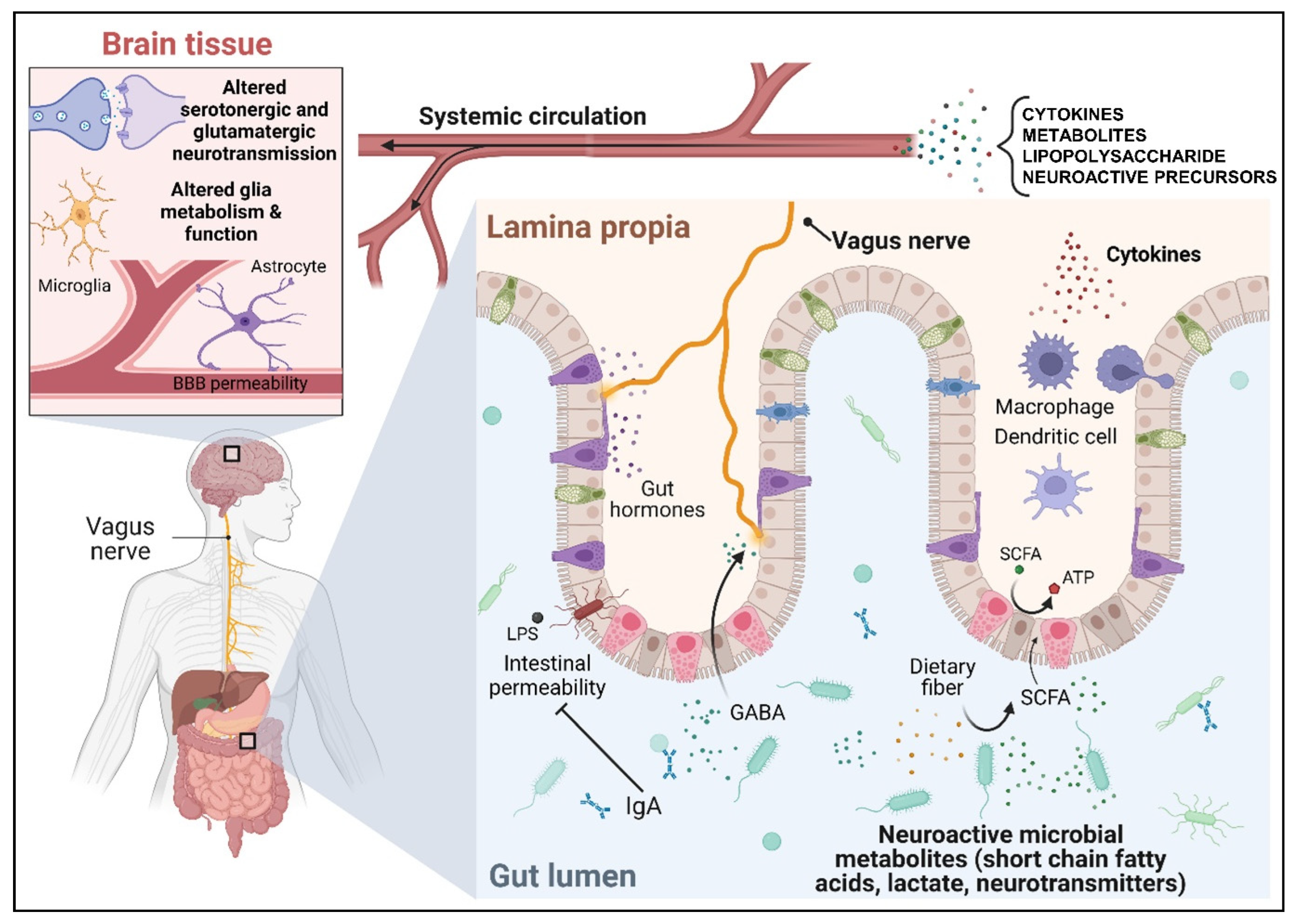 New insights on the impact of gut microbiota on premenstrual disorders.  Will probiotics solve this mystery? - ScienceDirect