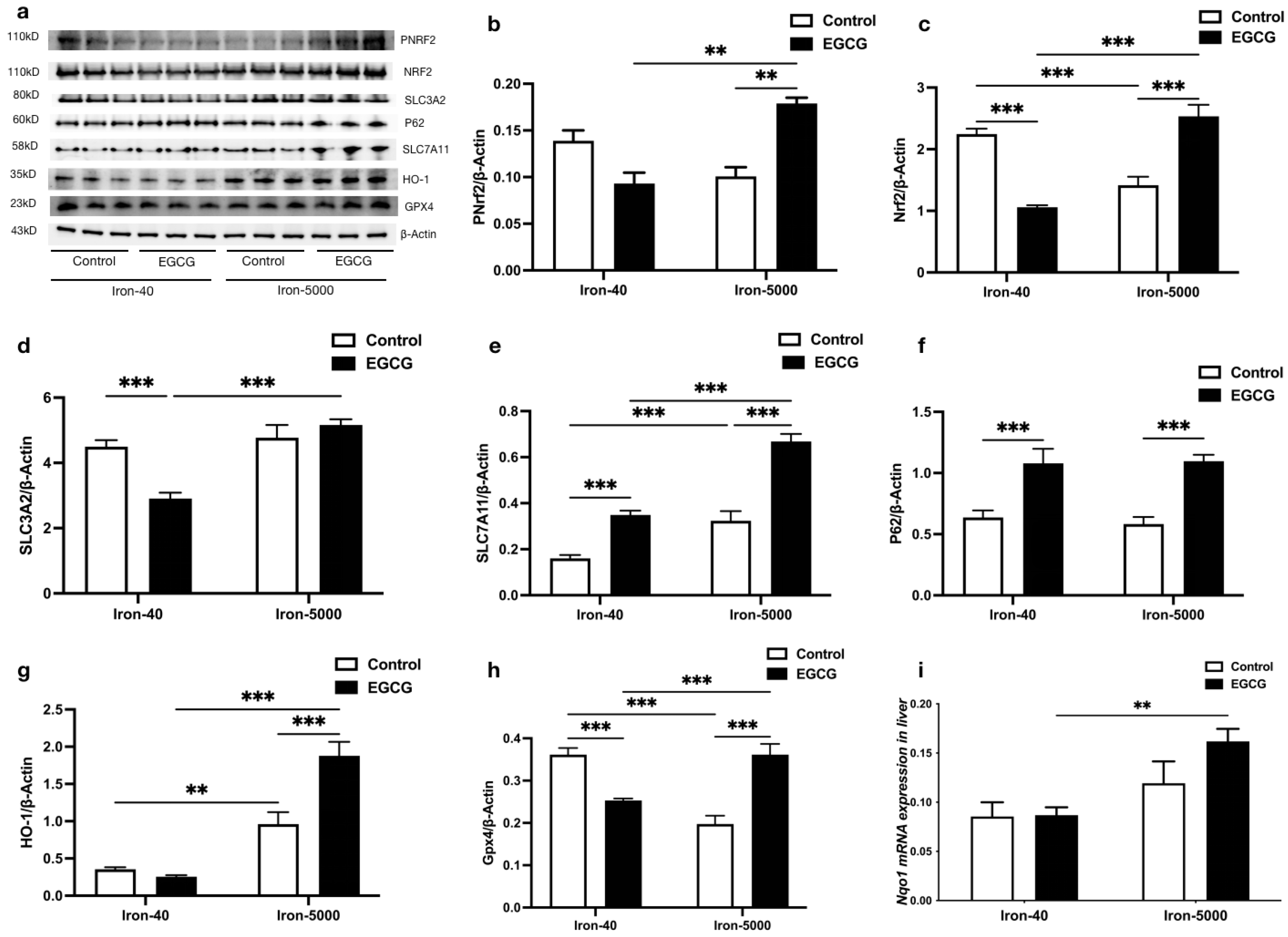 Nutrients | Free Full-Text | Epigallocatechin-3-Gallate Alleviates ...