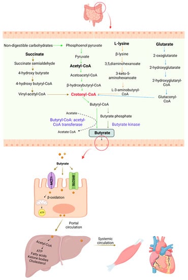 Nutrients | Free Full-Text | Gut Microbial Metabolite Butyrate and Its ...