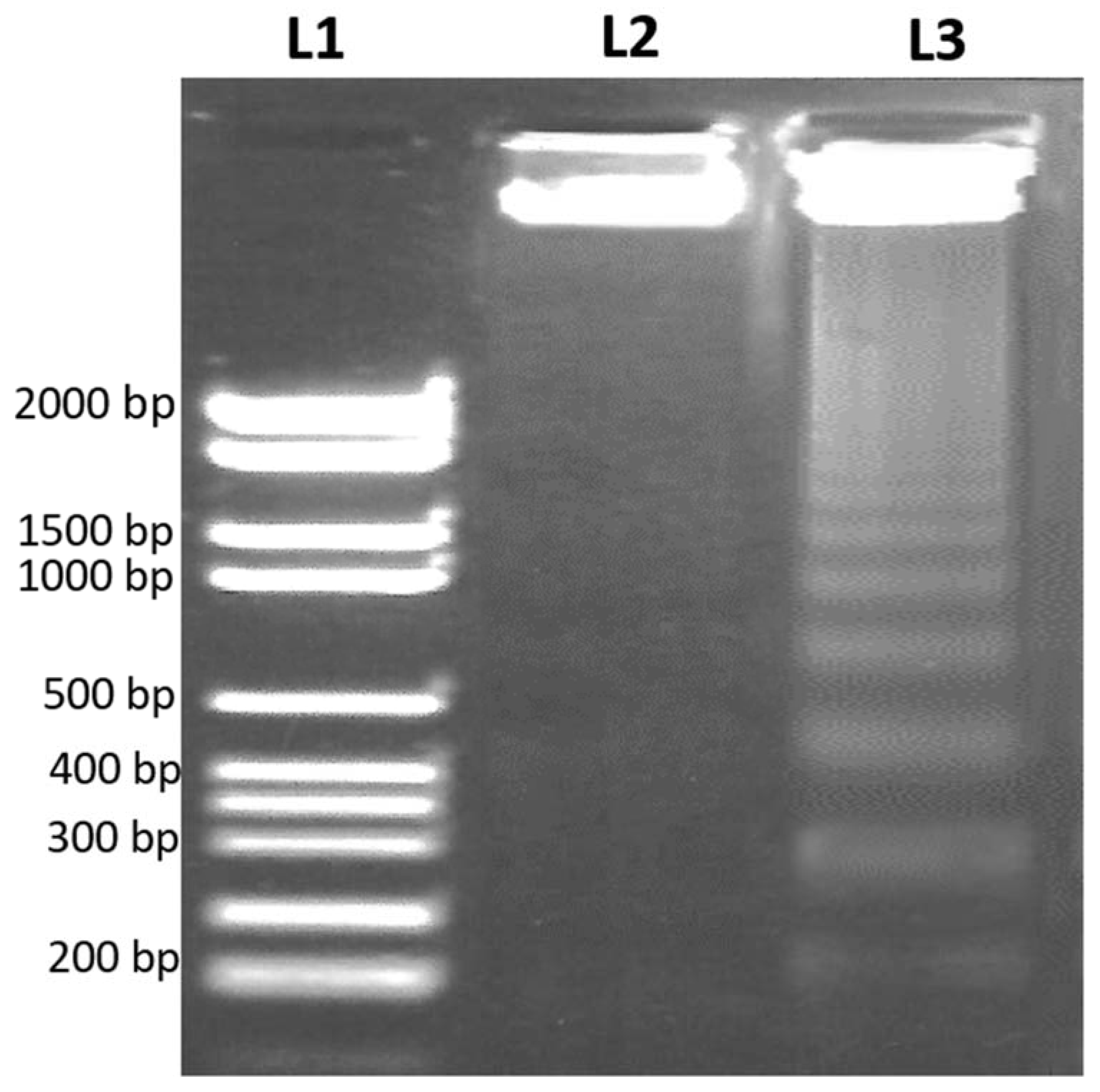 Nutrients Free Full Text Elucidation Of The Anticancer Mechanism Of Durian Fruit Durio