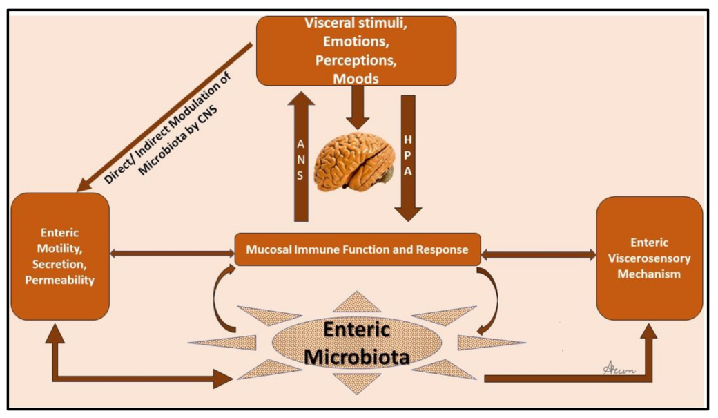 Frontiers  New Insights Into Microbiota Modulation-Based