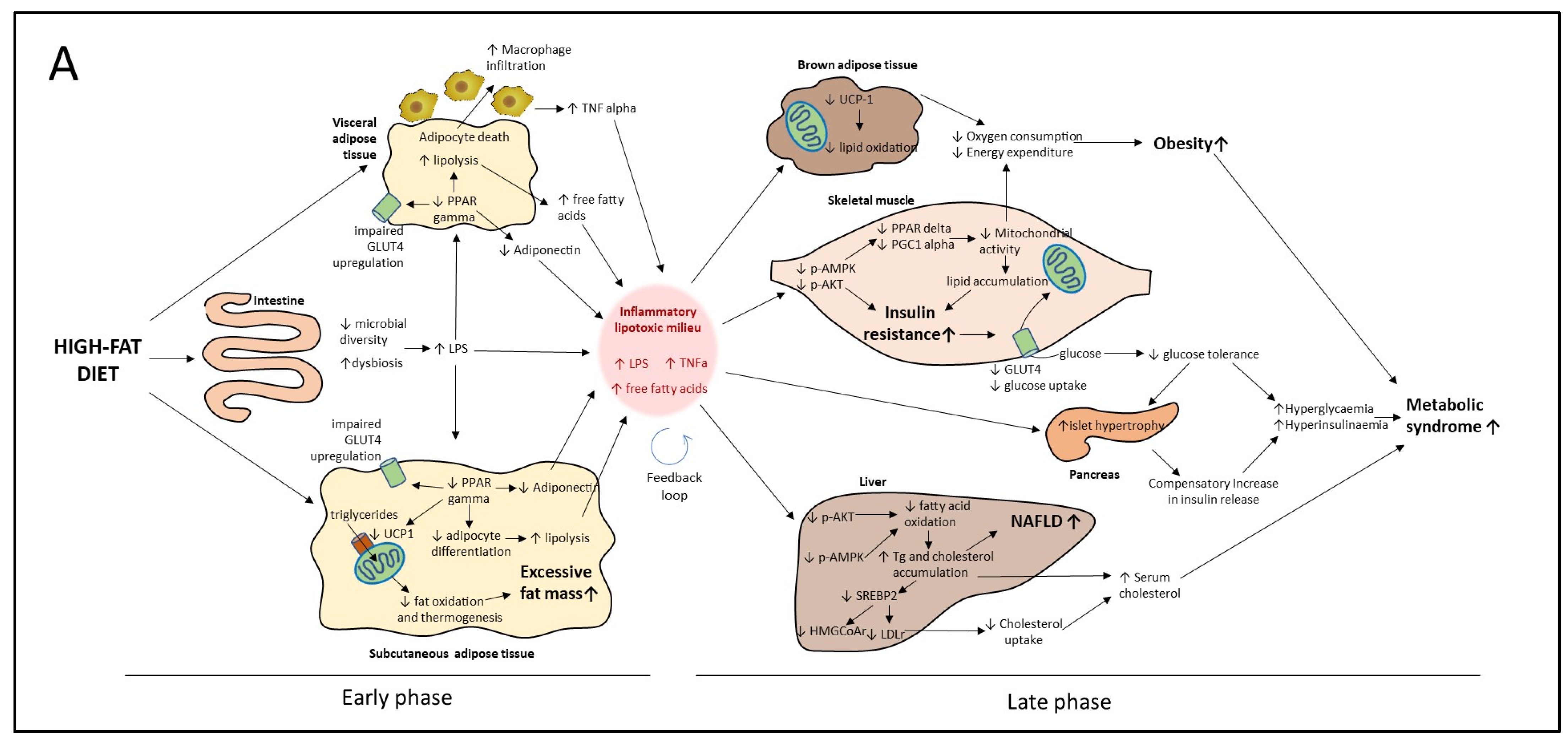 Nutrients 15 02591 g011a Nutrients 15 02591 g011a