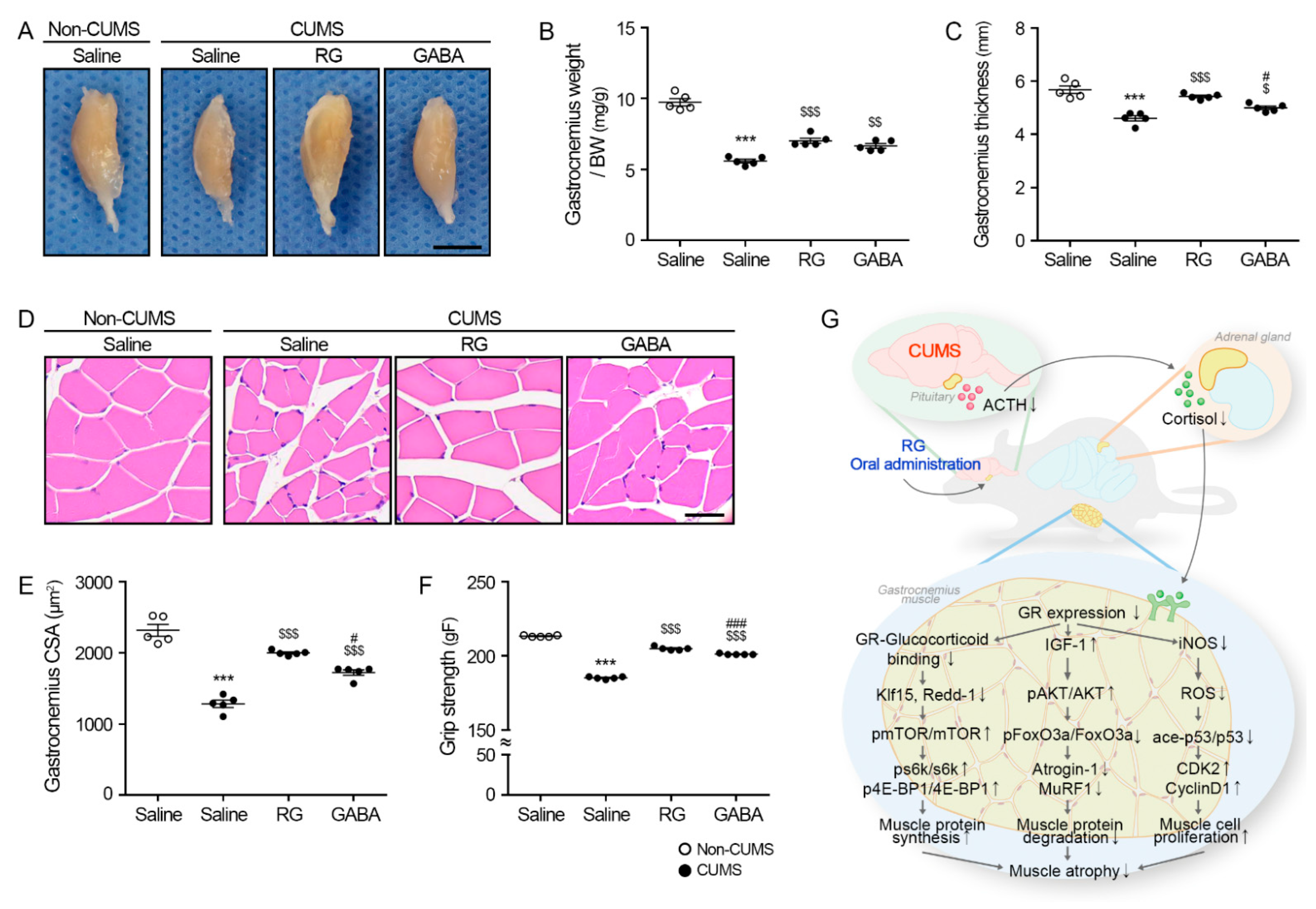 https://www.mdpi.com/nutrients/nutrients-15-02719/article_deploy/html/images/nutrients-15-02719-g005.png