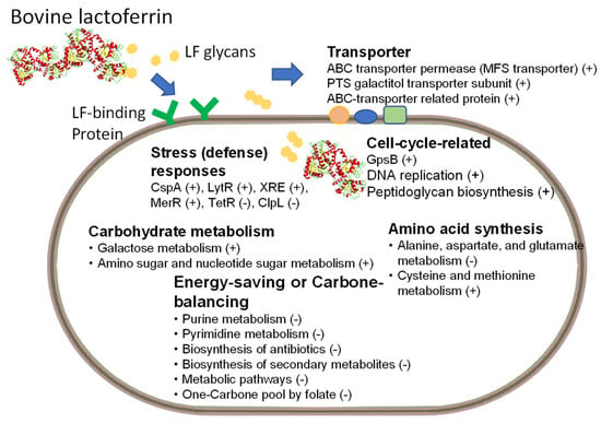 Nutrients | Free Full-Text | Featured Prebiotic Agent: The Roles and ...