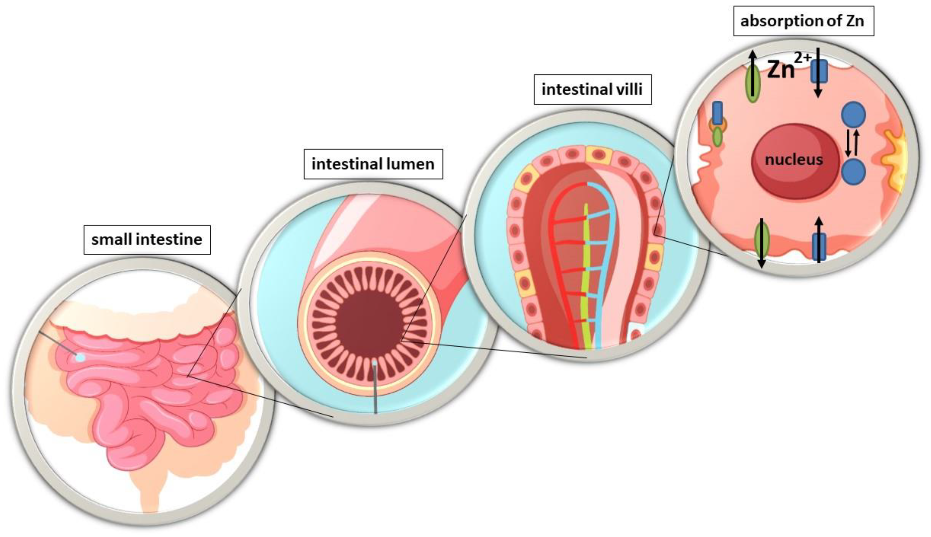 Nutrients 15 02813 g001 Nutrients 15 02813 g001