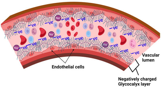 Nutrients Free Full Text Glycocalyx Sodium Interaction In Vascular