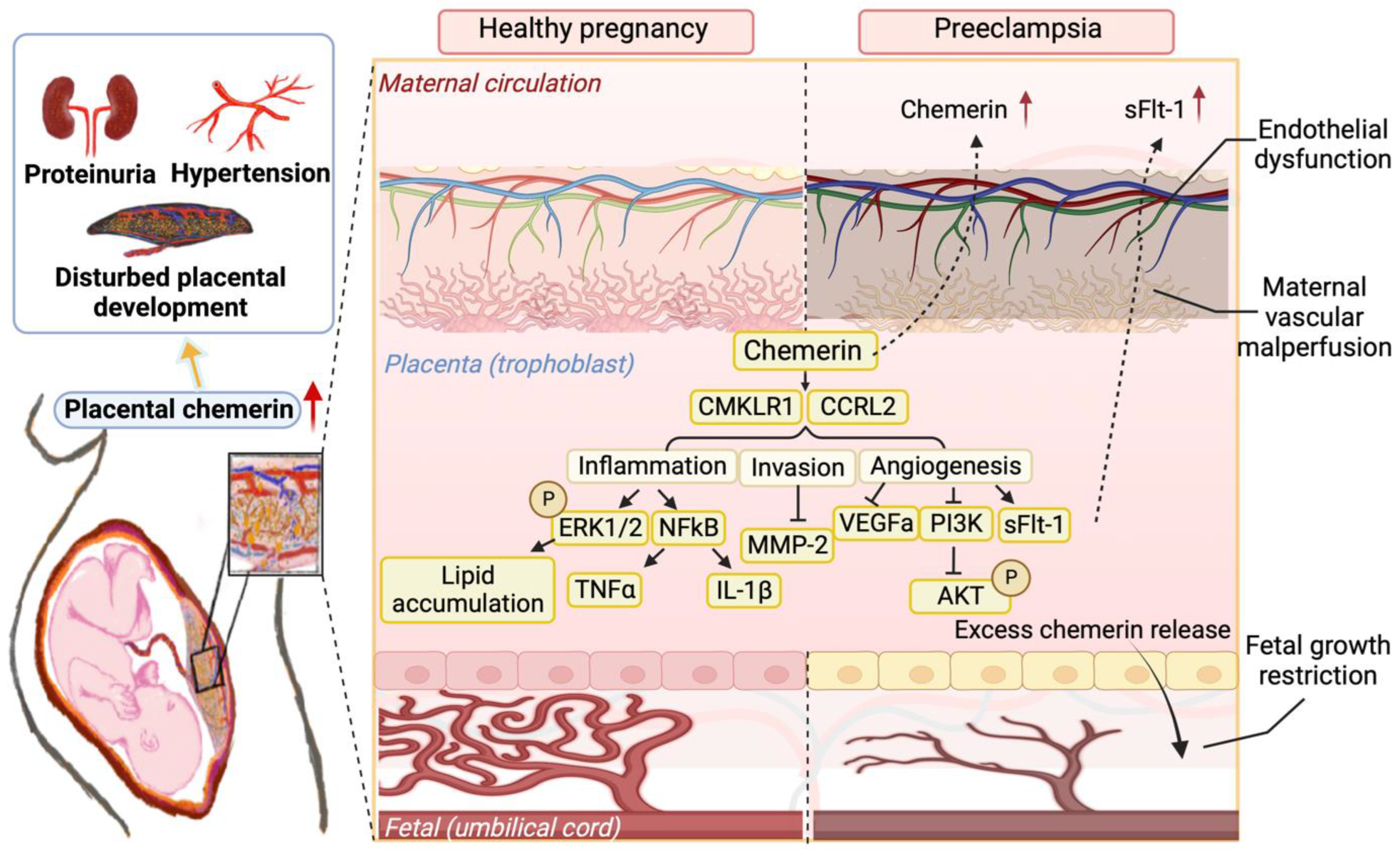 Nutrients 15 02878 g004