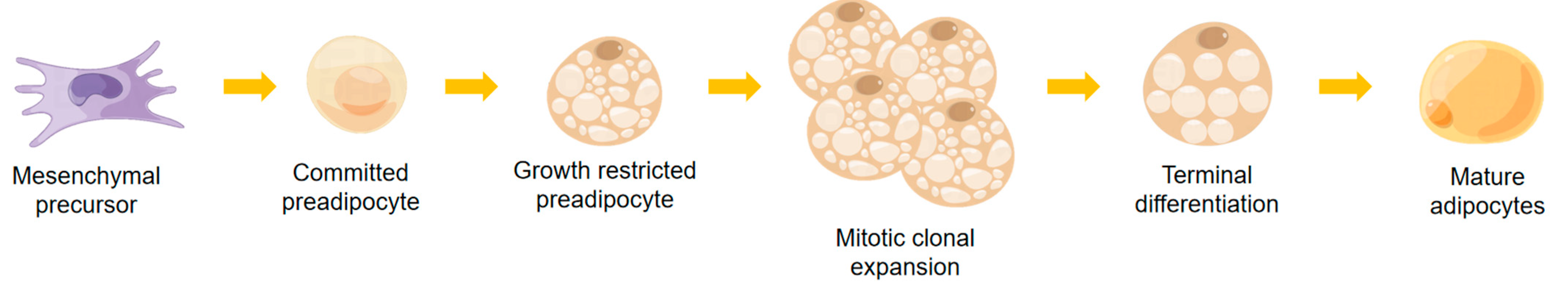 Nutrients | Free Full-Text | Alcohol, White Adipose Tissue, and 