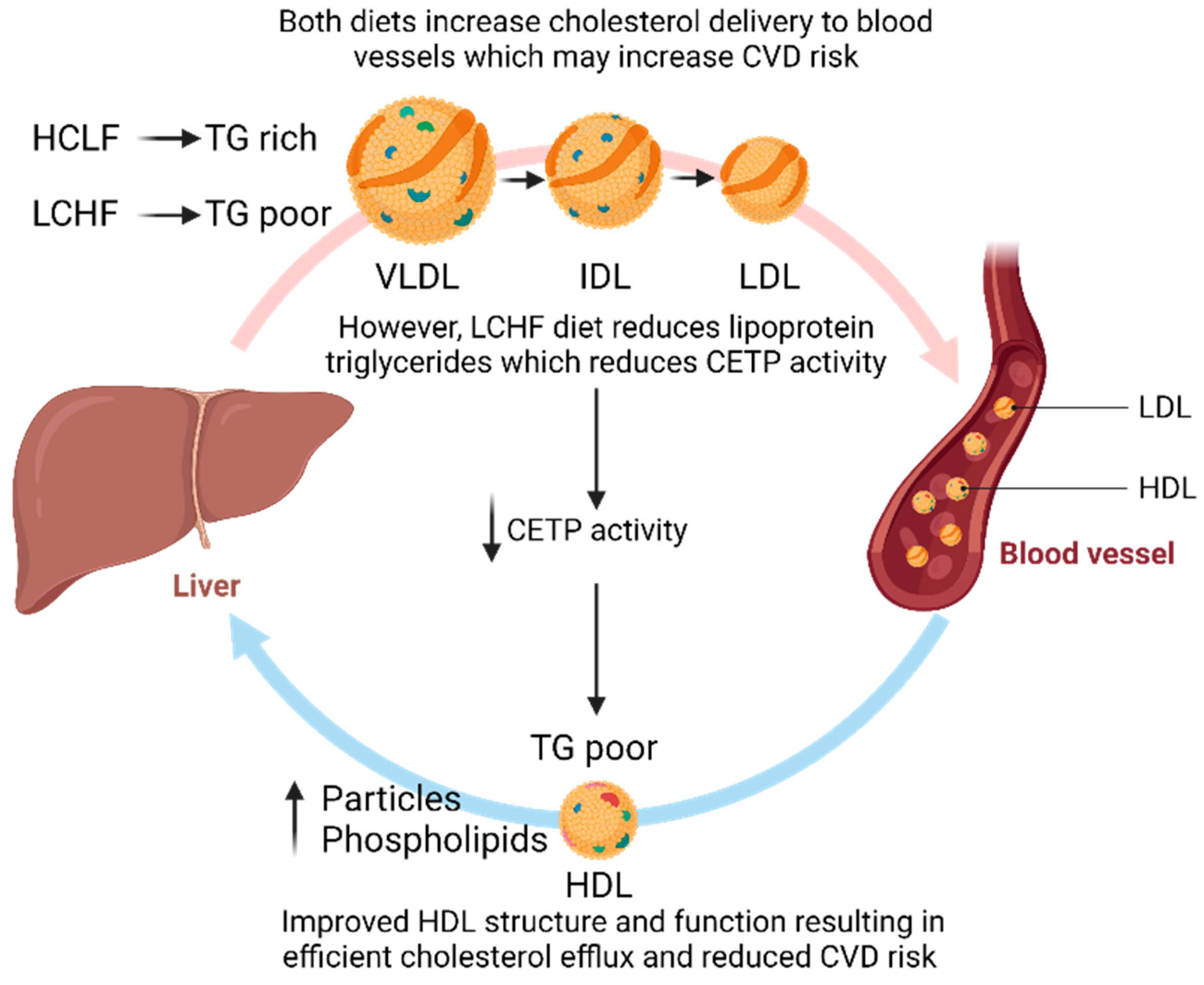 Carbohydrate impact on cholesterol levels