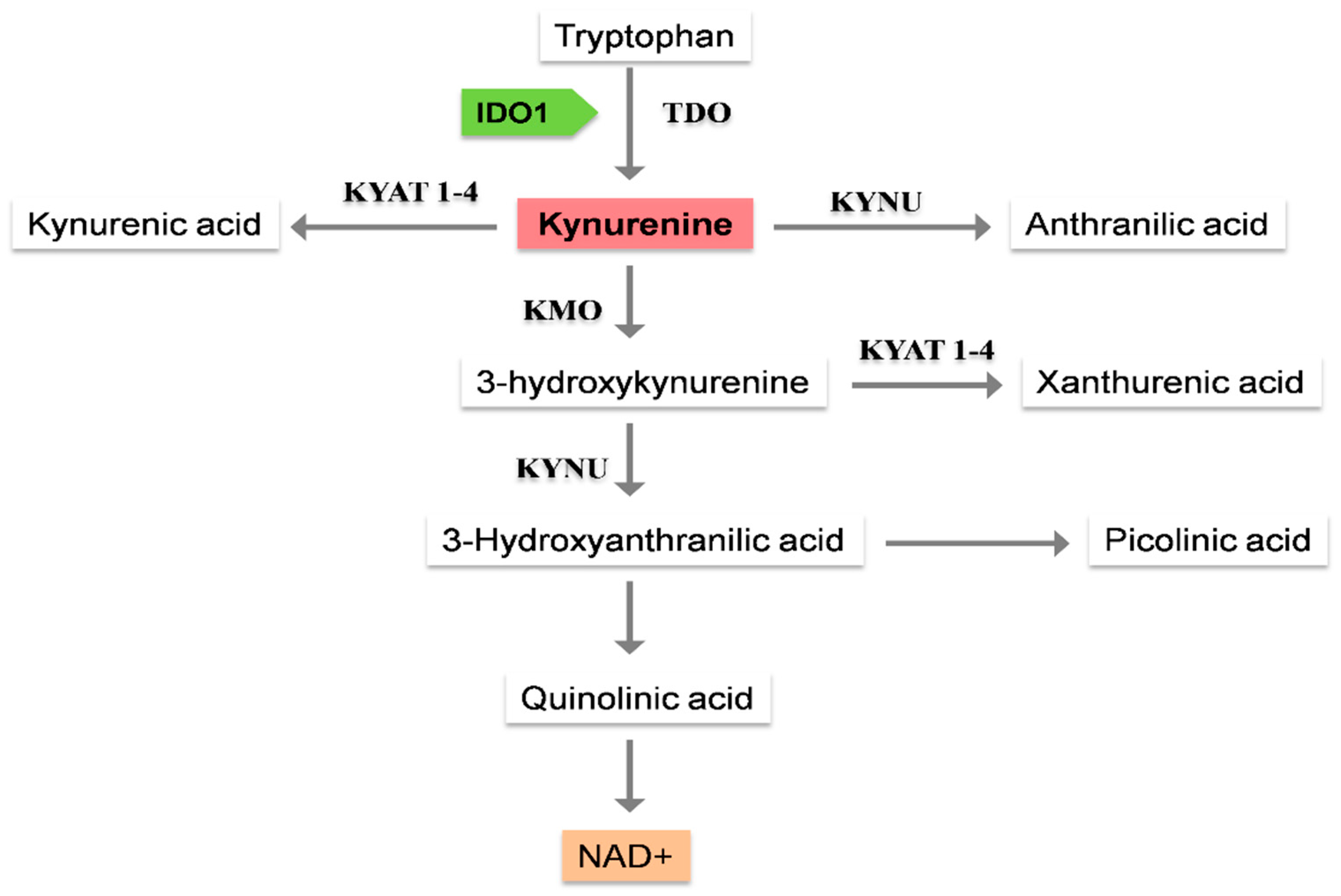 Nutrients | Free Full-Text | The Role Of The Kynurenine Pathway In The ...