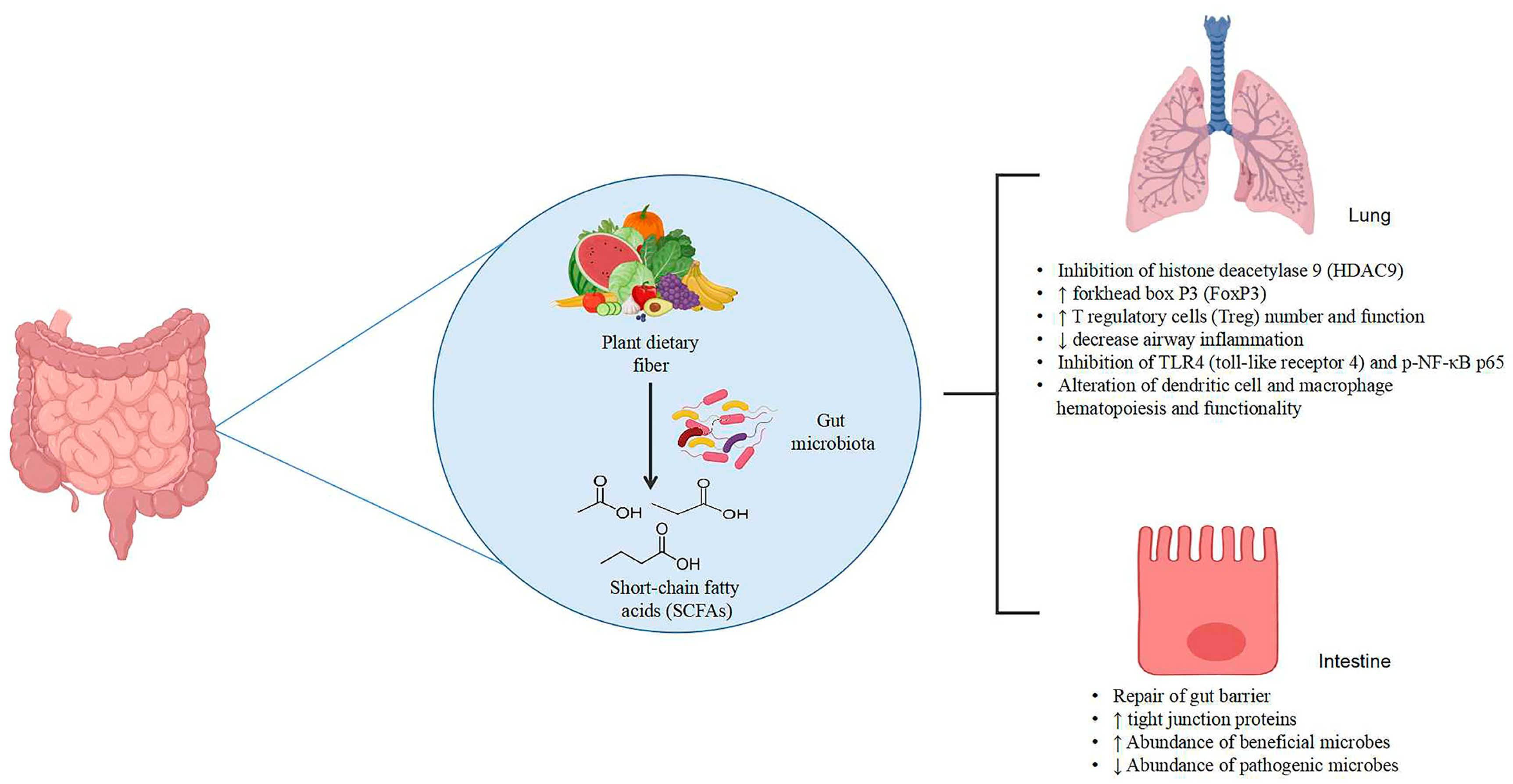 Plant Based Dietary Fibers and Polysaccharides as Modulators of  