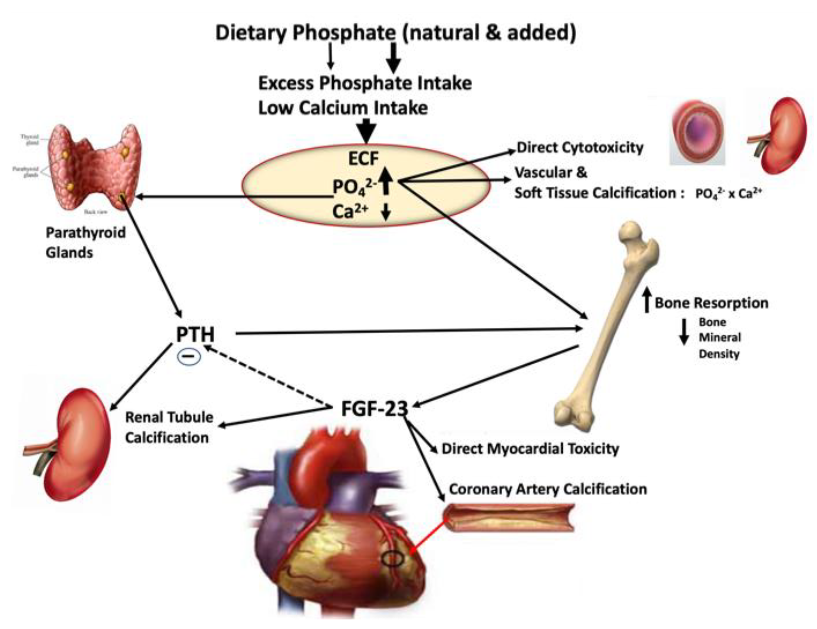 Nutrients 15 03510 g003