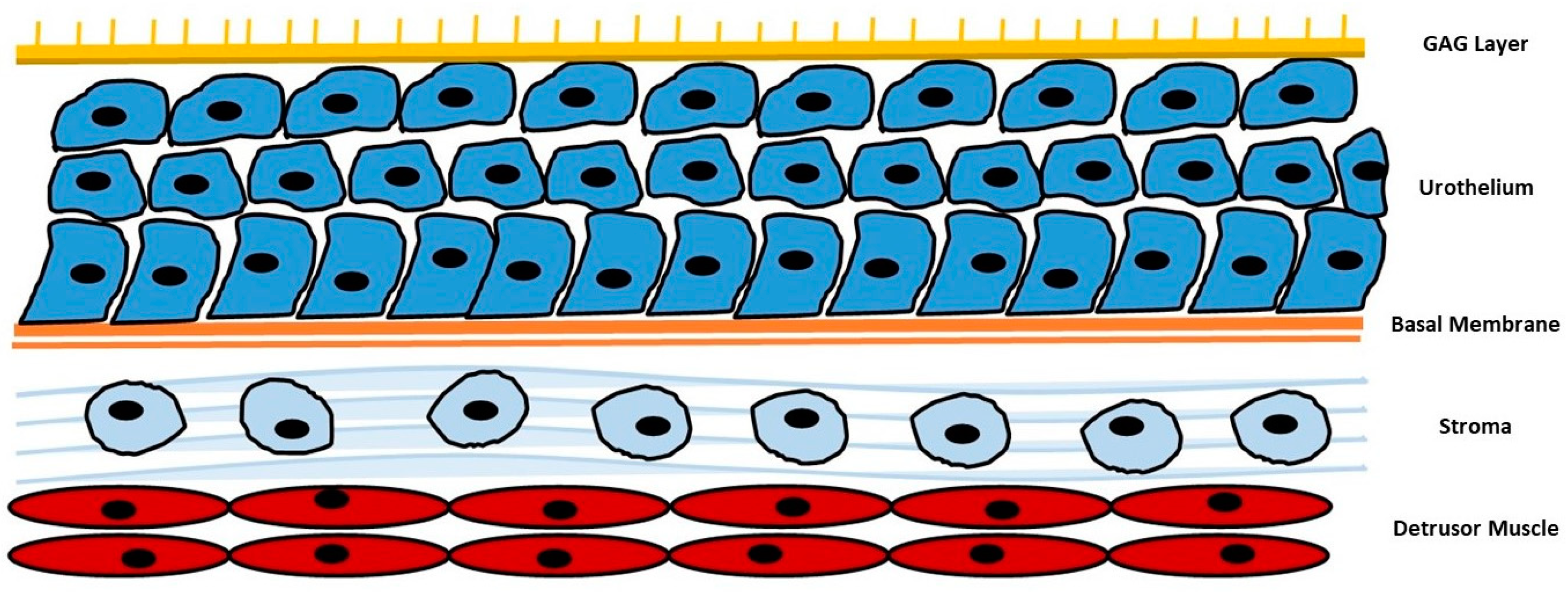 Nutrients 15 03573 g001 Nutrients 15 03573 g001