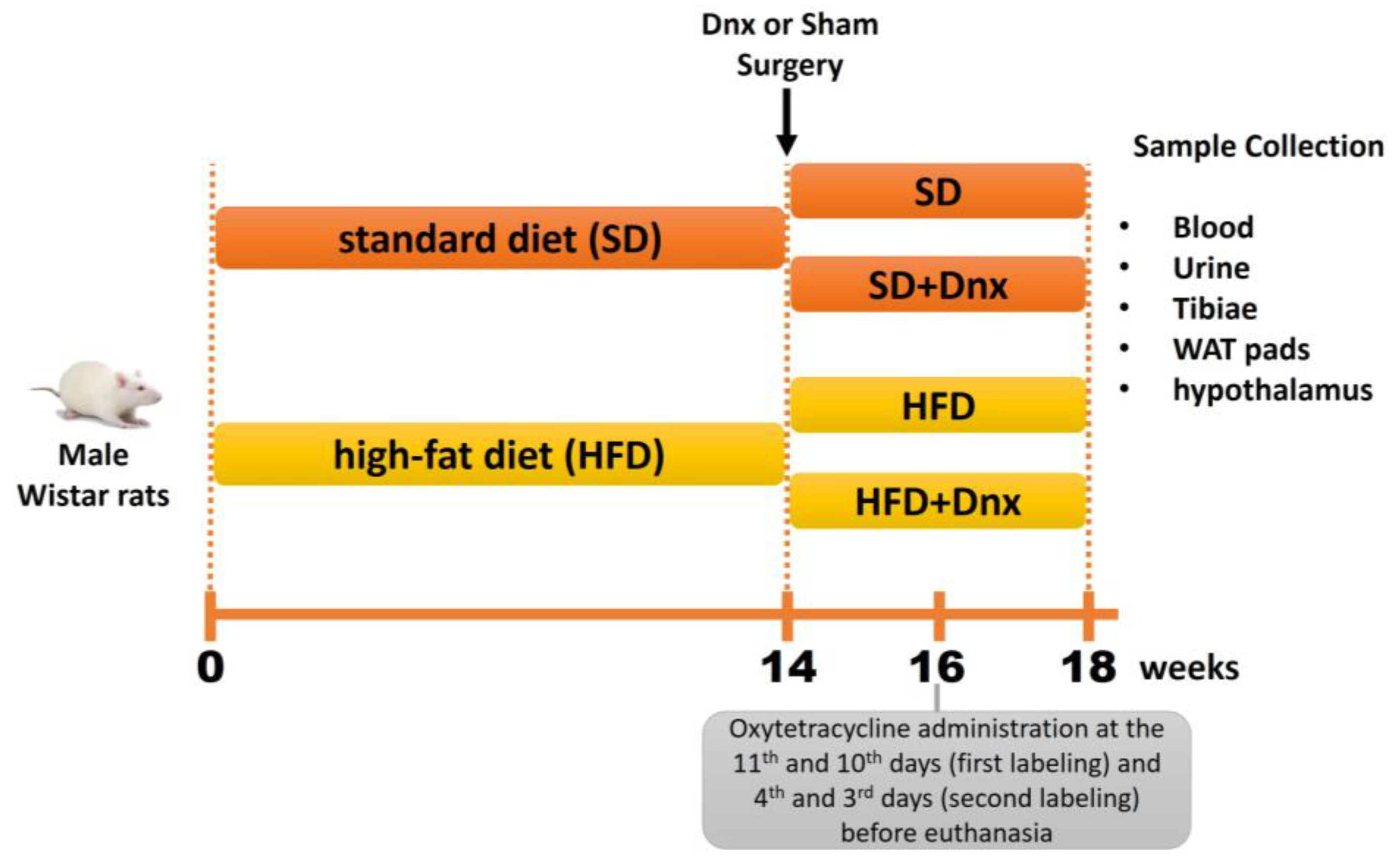 Nutrients | Free Full-Text | Adipose Tissue Denervation Blunted