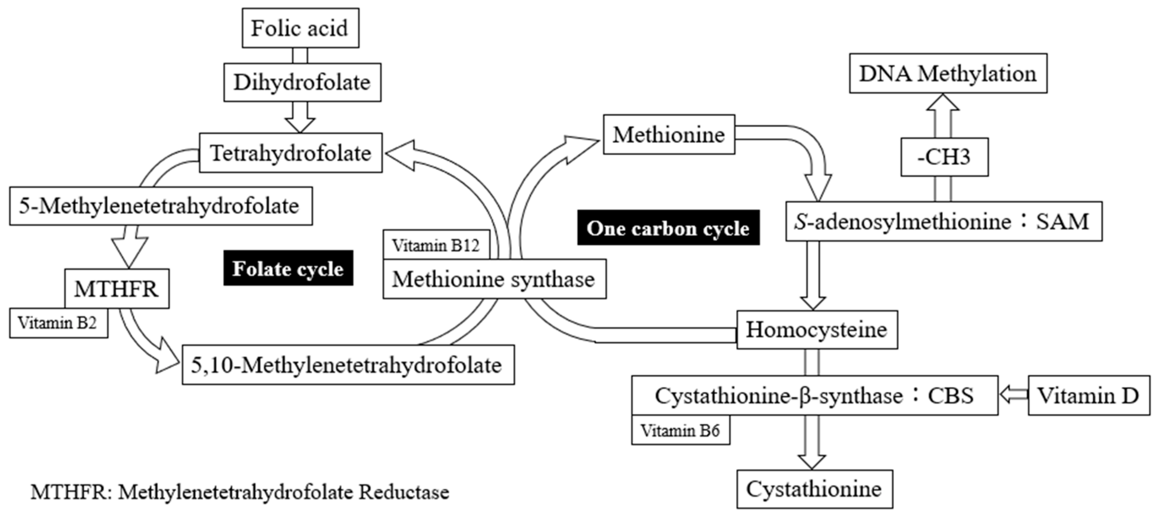 Nutrients 15 03730 g004
