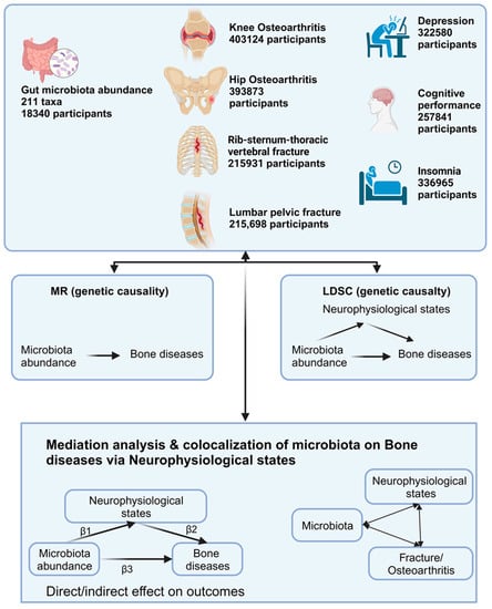 Nutrients | Free Full-Text | Causal Link Between Gut Microbiota ...