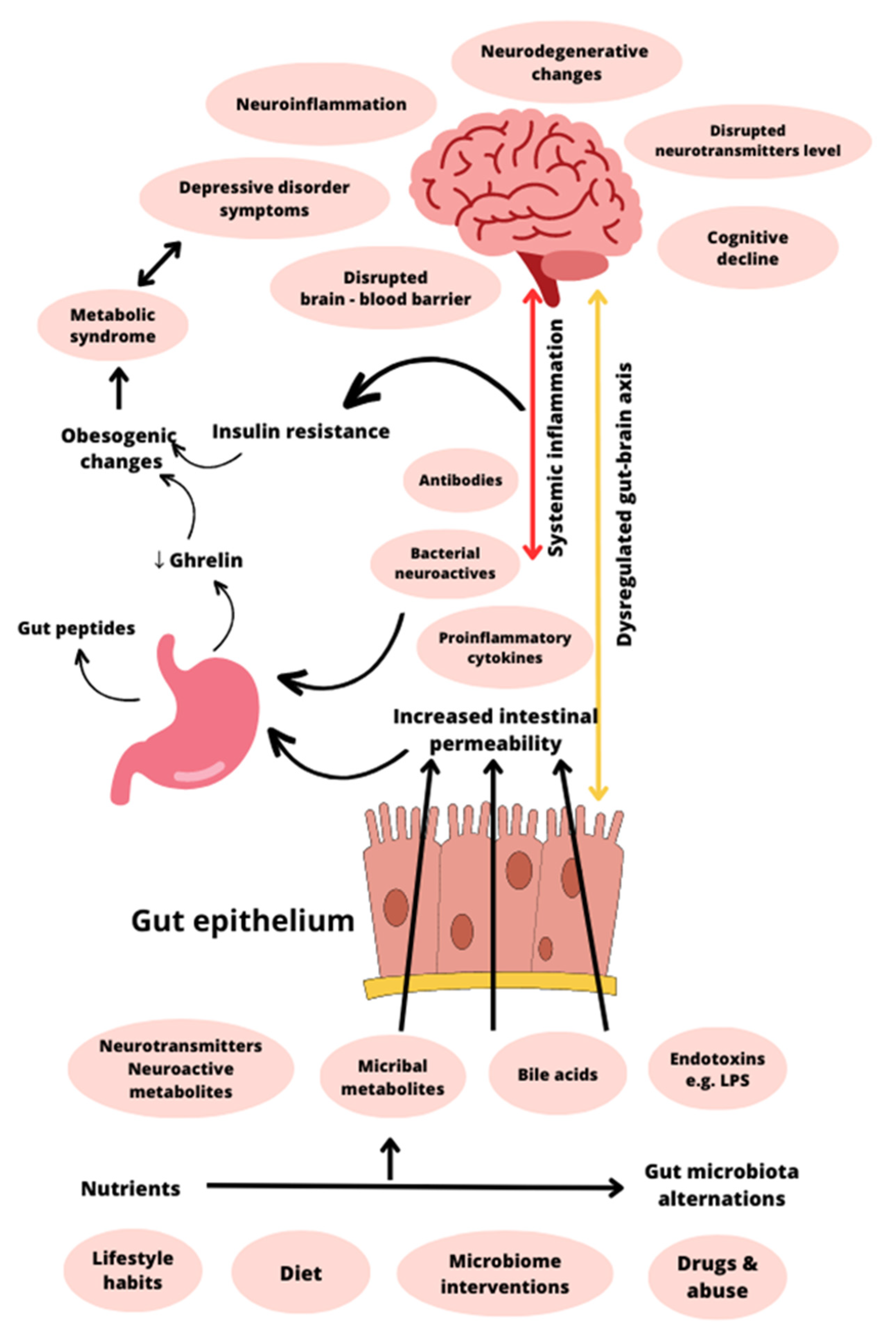 Nutrients | Free Full-Text | Ghrelin as a Biomarker of  &ldquo;Immunometabolic Depression&rdquo; and Its Connection with Dysbiosis