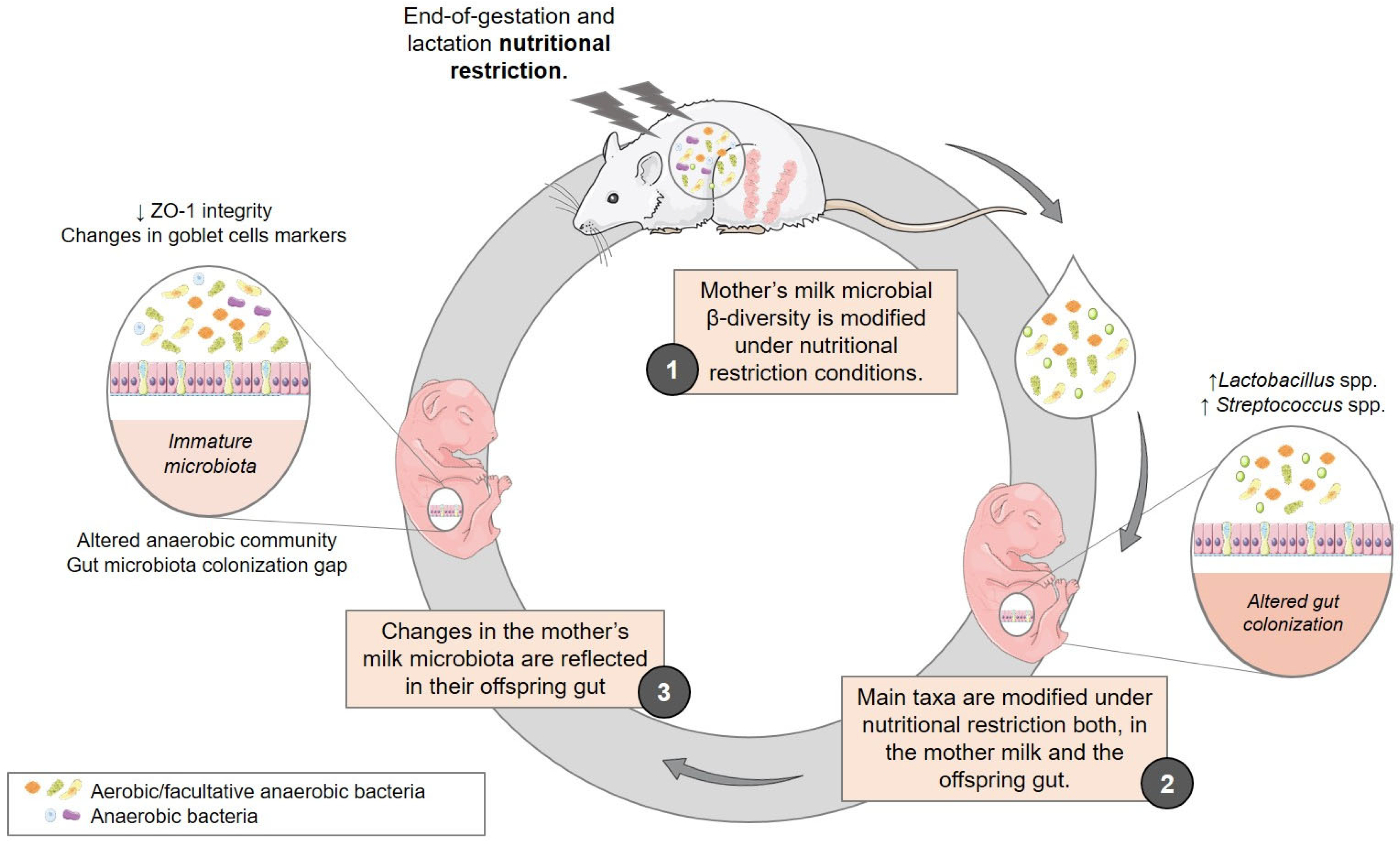 Nutrients 15 04322 g010