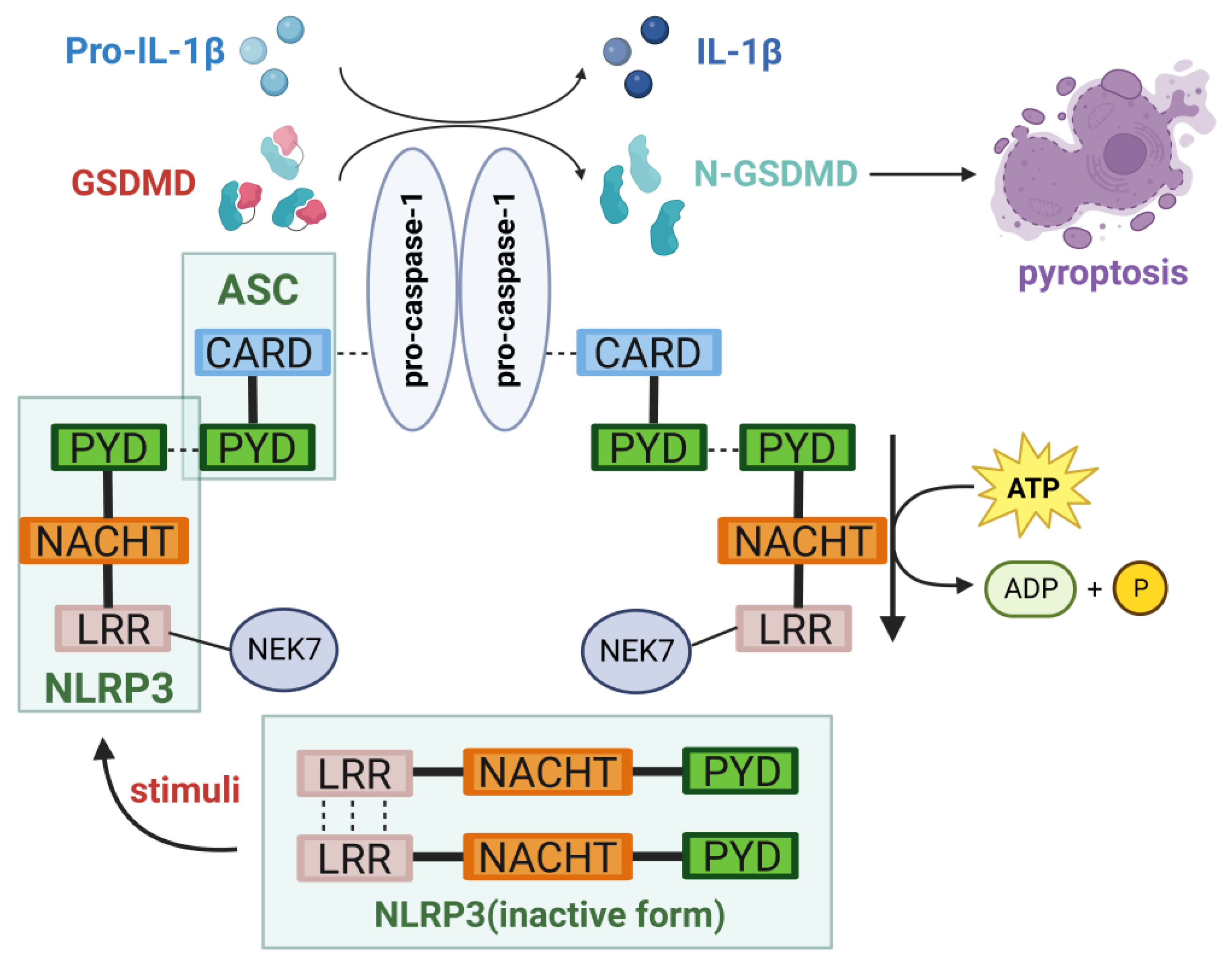 Nutrients | Free Full-Text | New Potentiality of Bioactive Substances:  Regulating the NLRP3 Inflammasome in Autoimmune Diseases