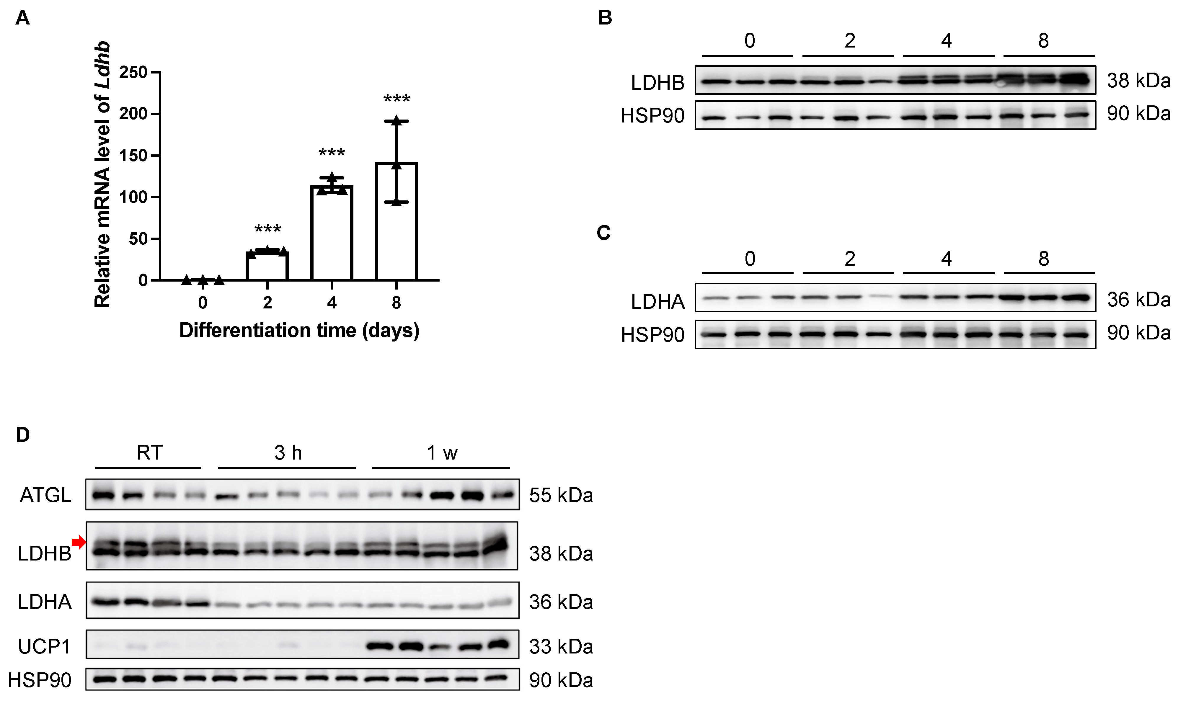 Nutrients | Free Full-Text | Lactate Conversion by Lactate