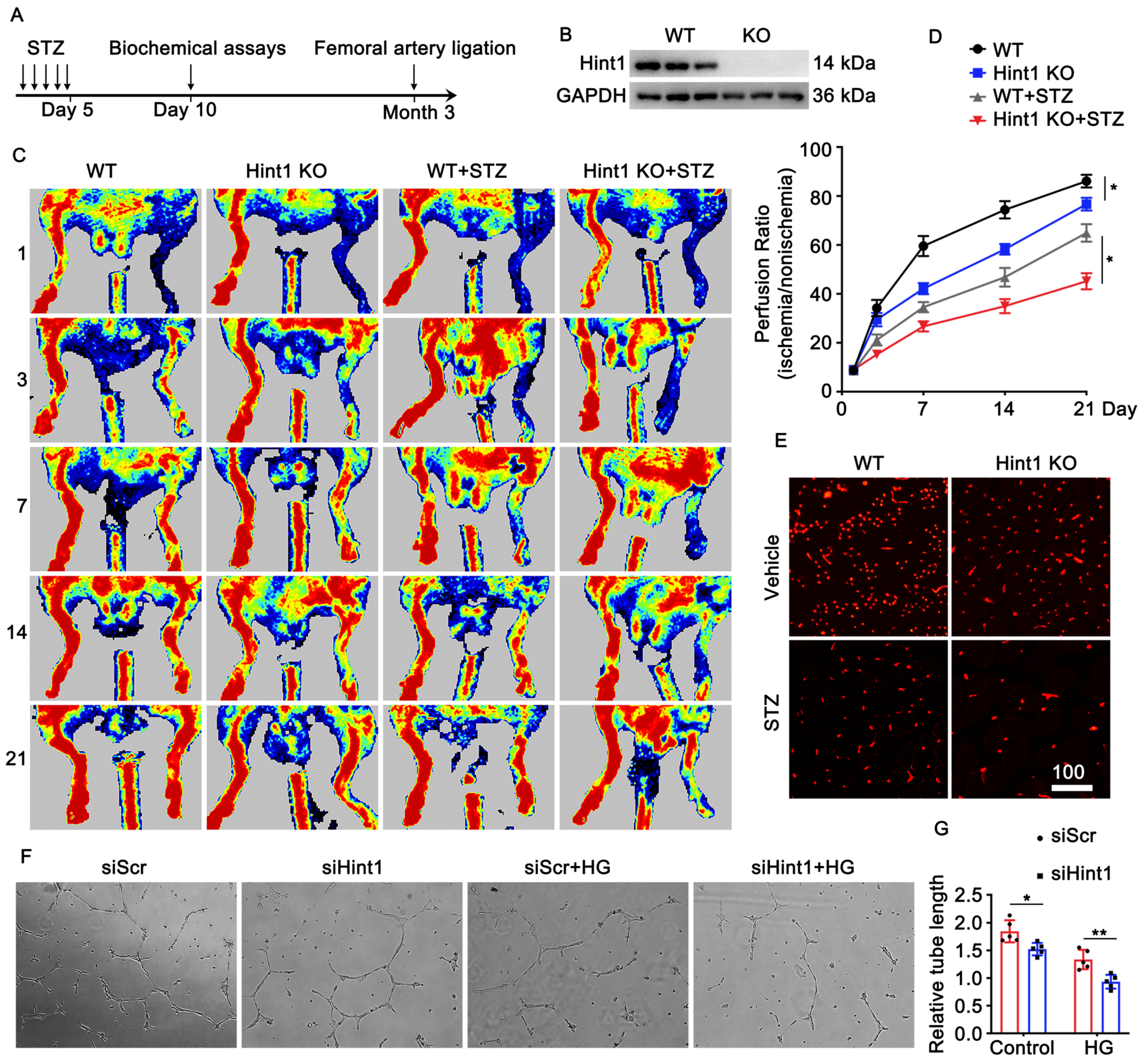 Nutrients 15 04859 g002