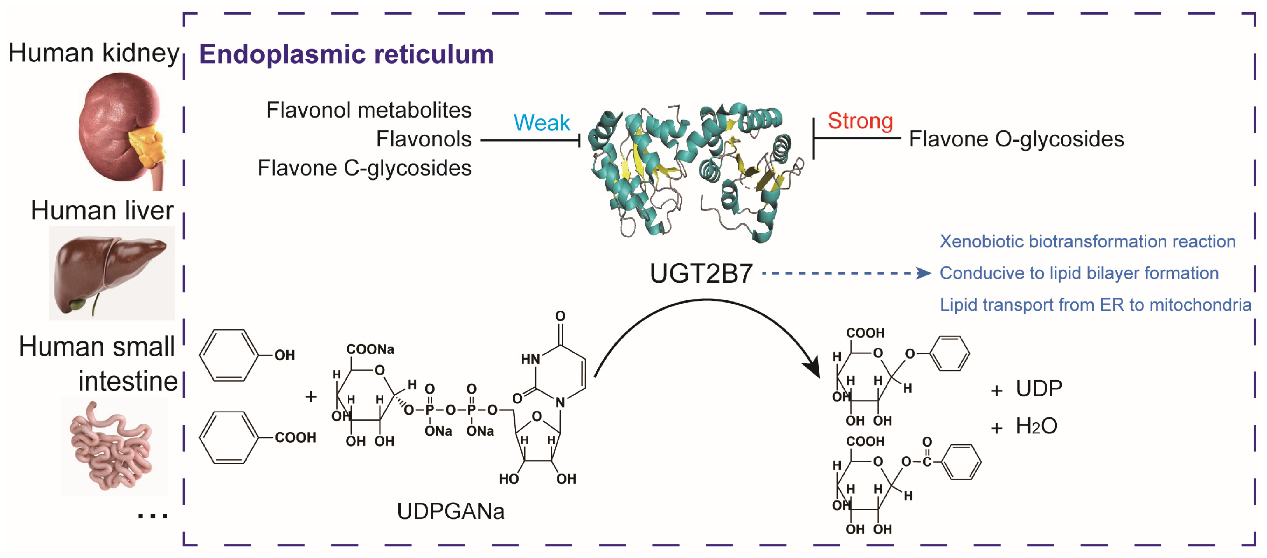 Nutrients 15 04941 g007