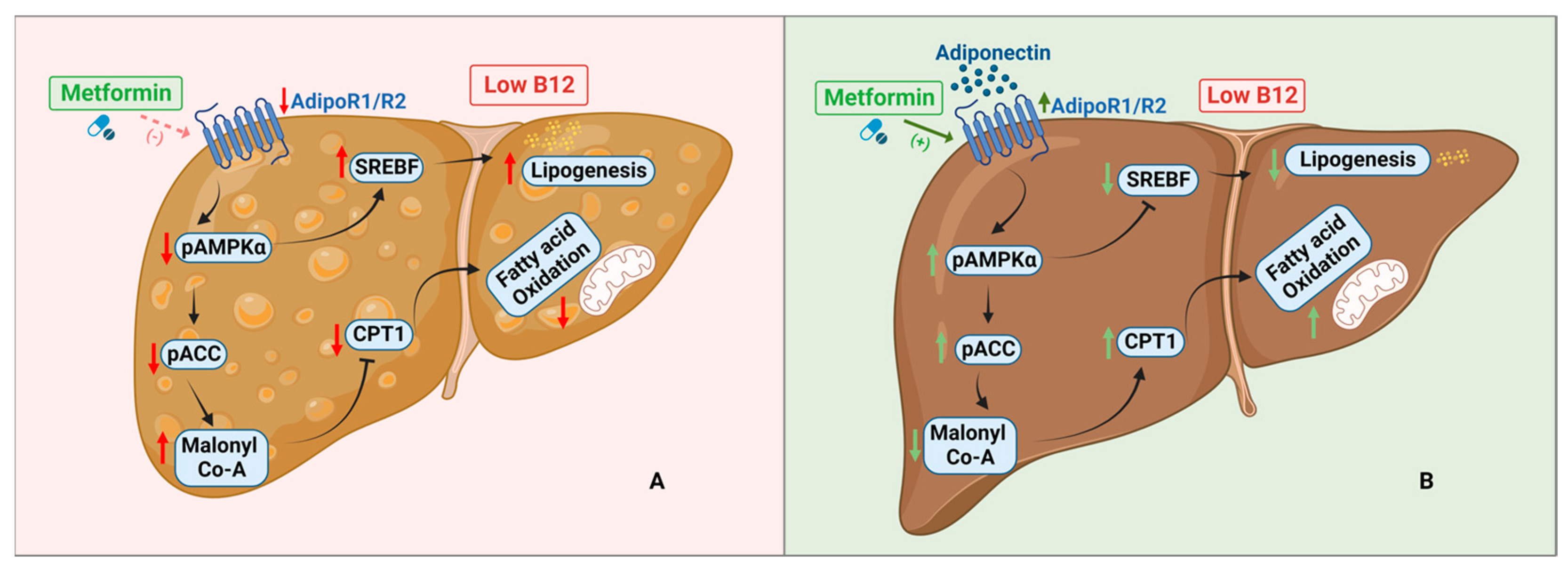 Nutrients 15 05046 g007