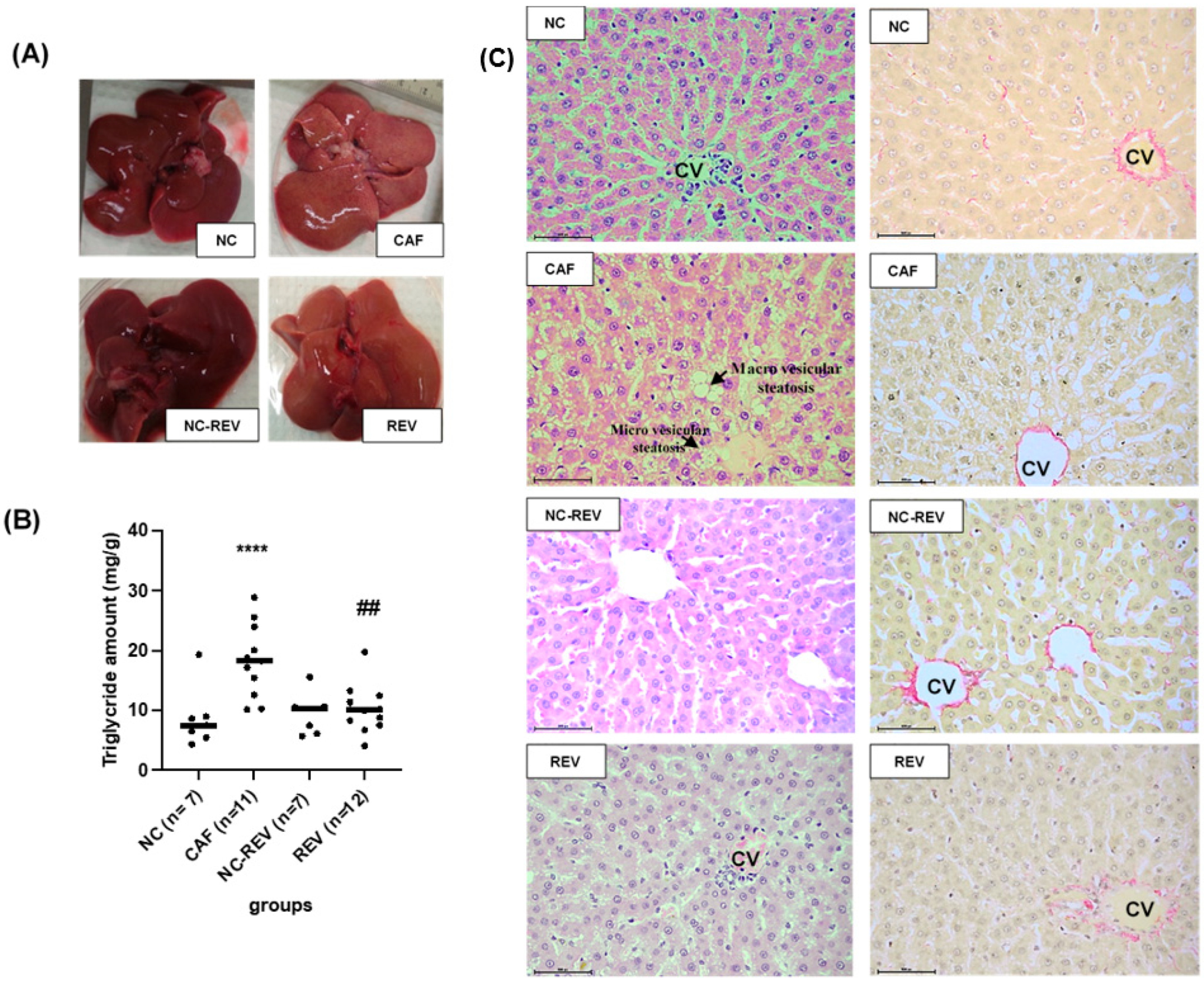 Nutrients 16 00115 g005 Nutrients 16 00115 g005