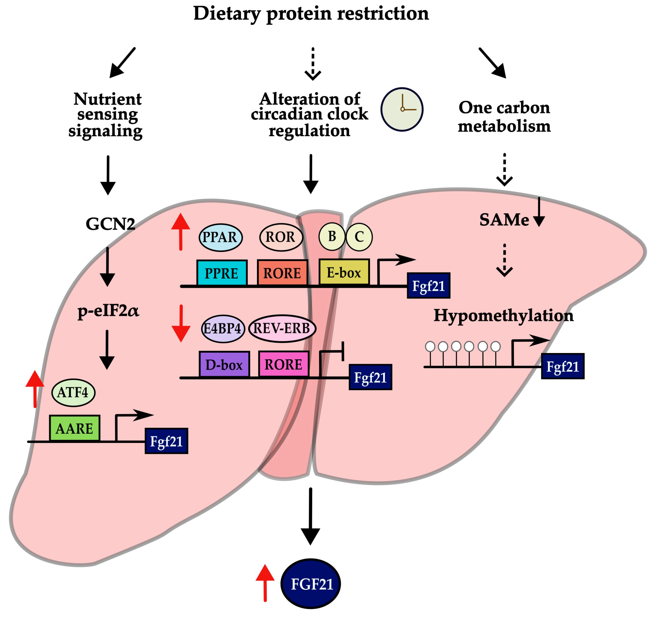 Nutrients 16 00229 g003