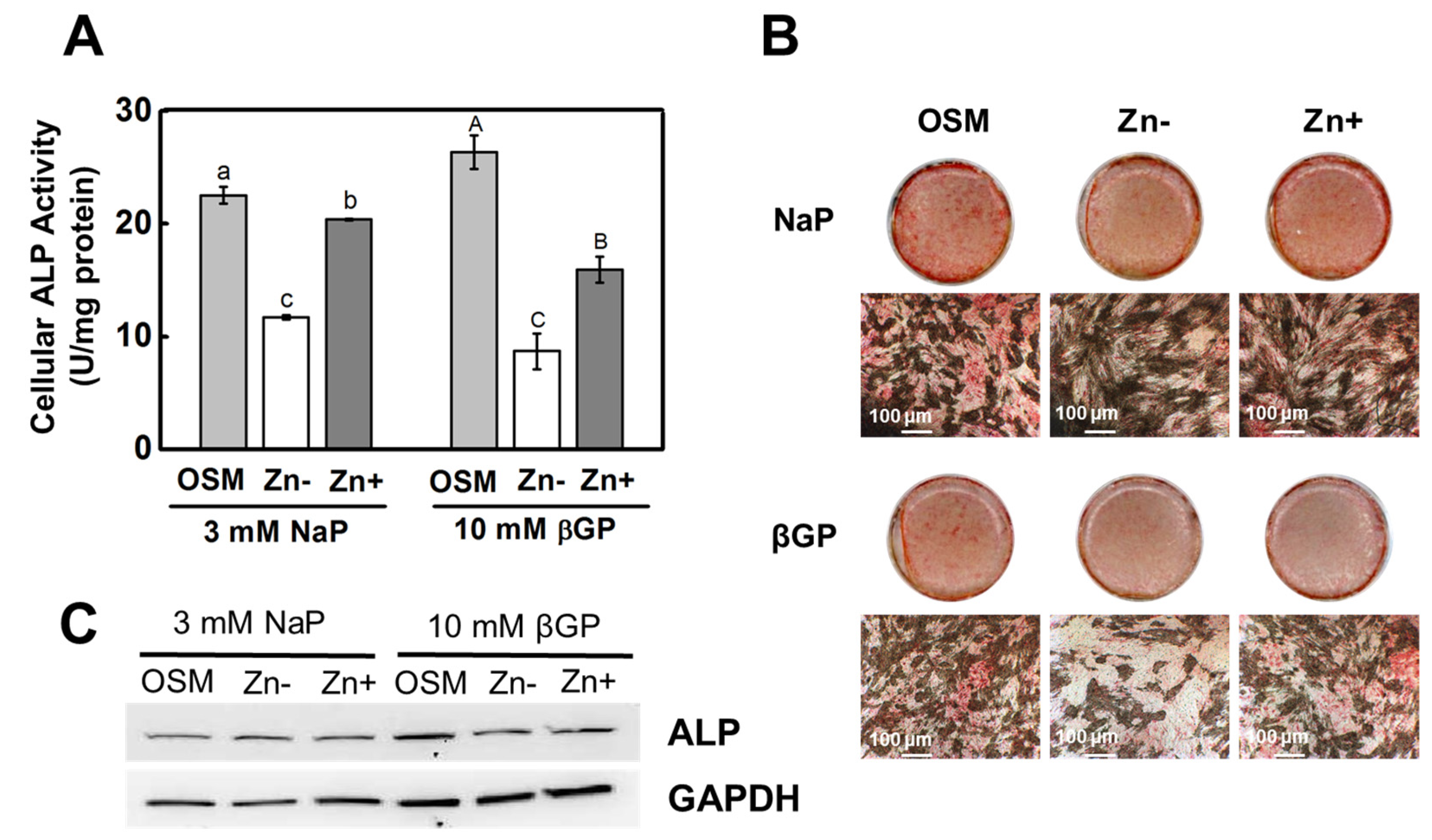 Nutrients 16 00291 g001 Nutrients 16 00291 g001