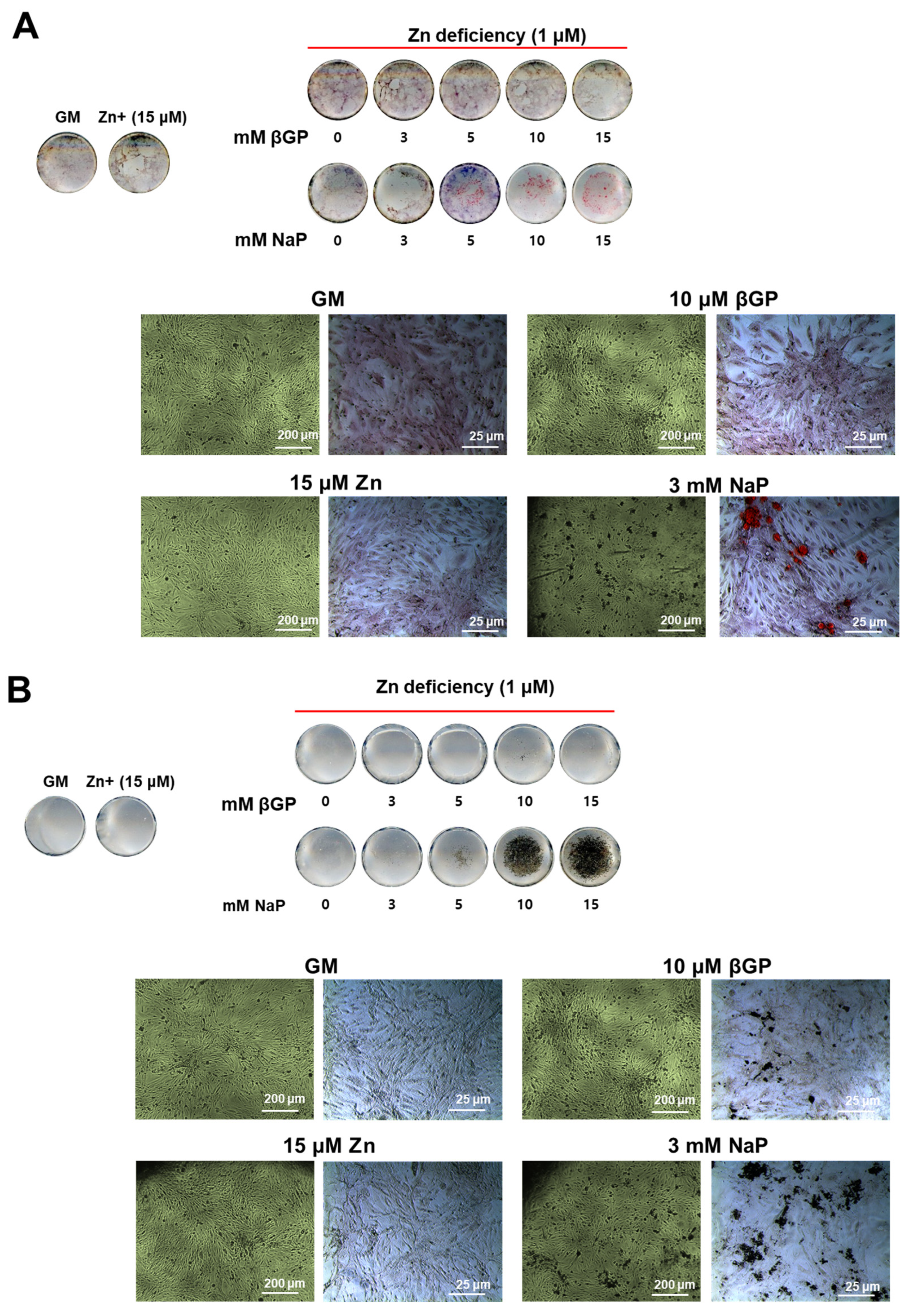 Nutrients 16 00291 g004 Nutrients 16 00291 g004
