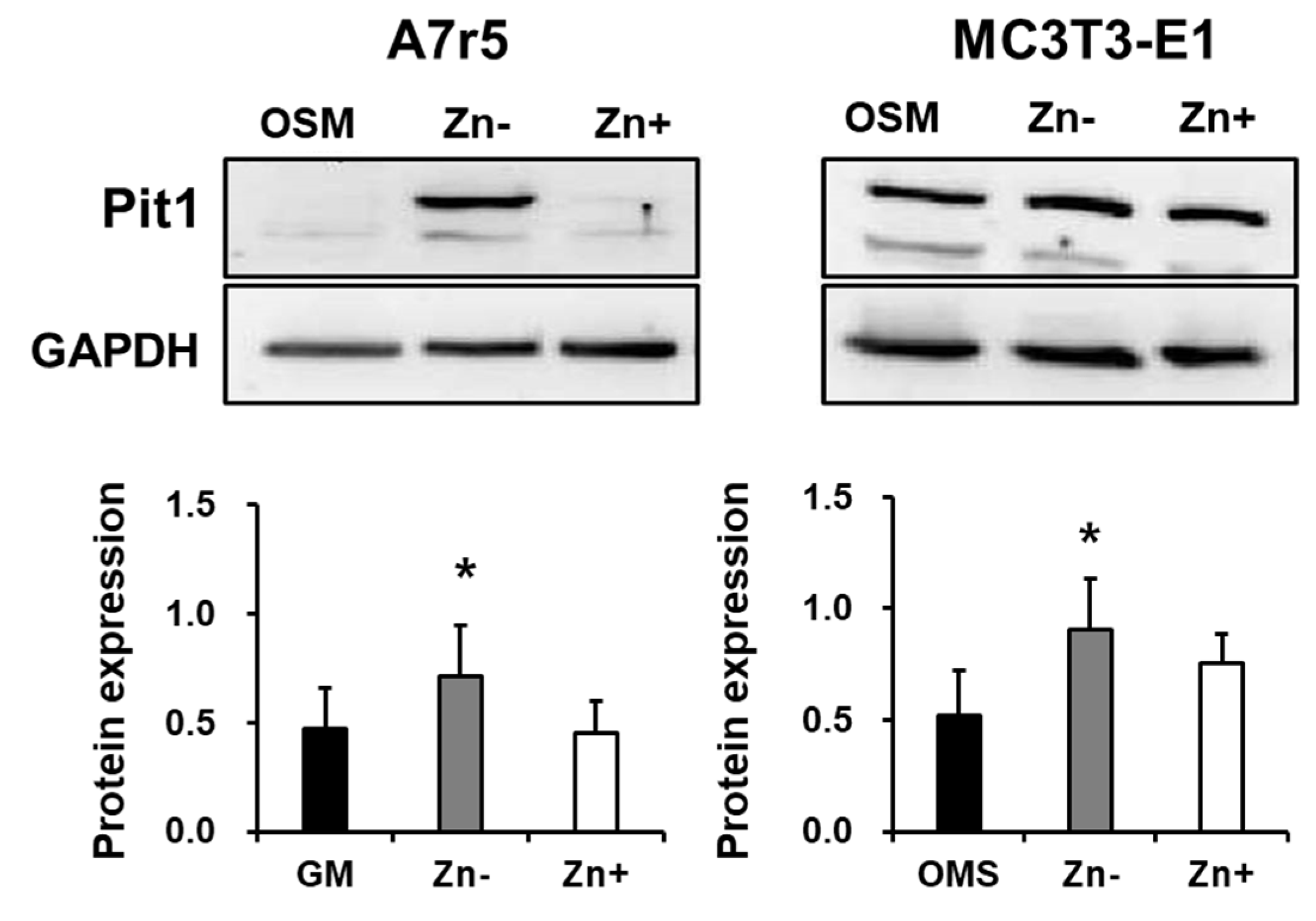 Nutrients 16 00291 g005 Nutrients 16 00291 g005