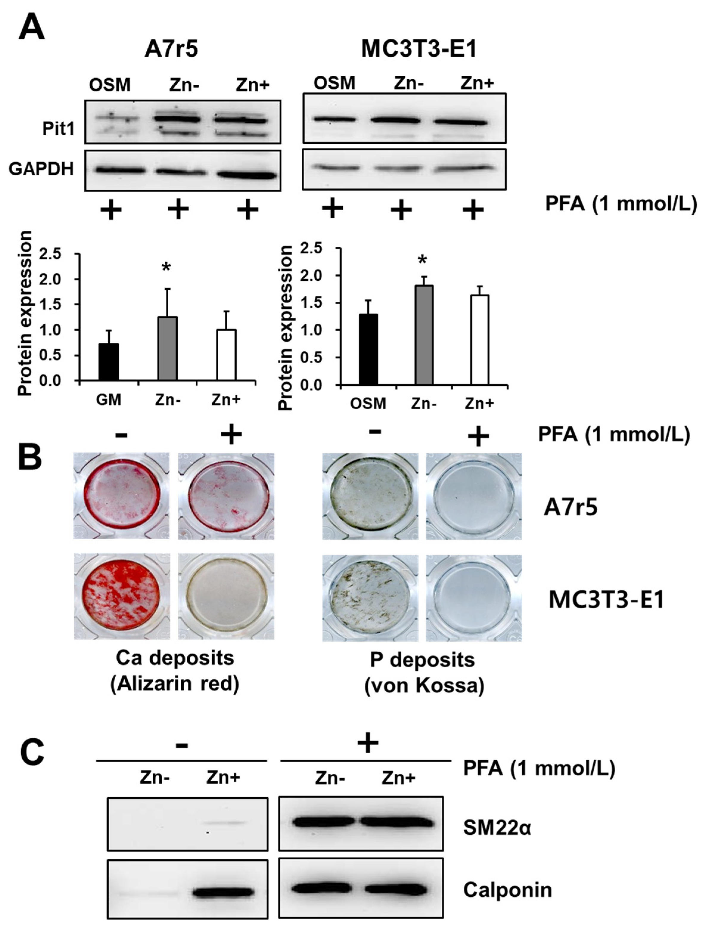 Nutrients 16 00291 g007 Nutrients 16 00291 g007