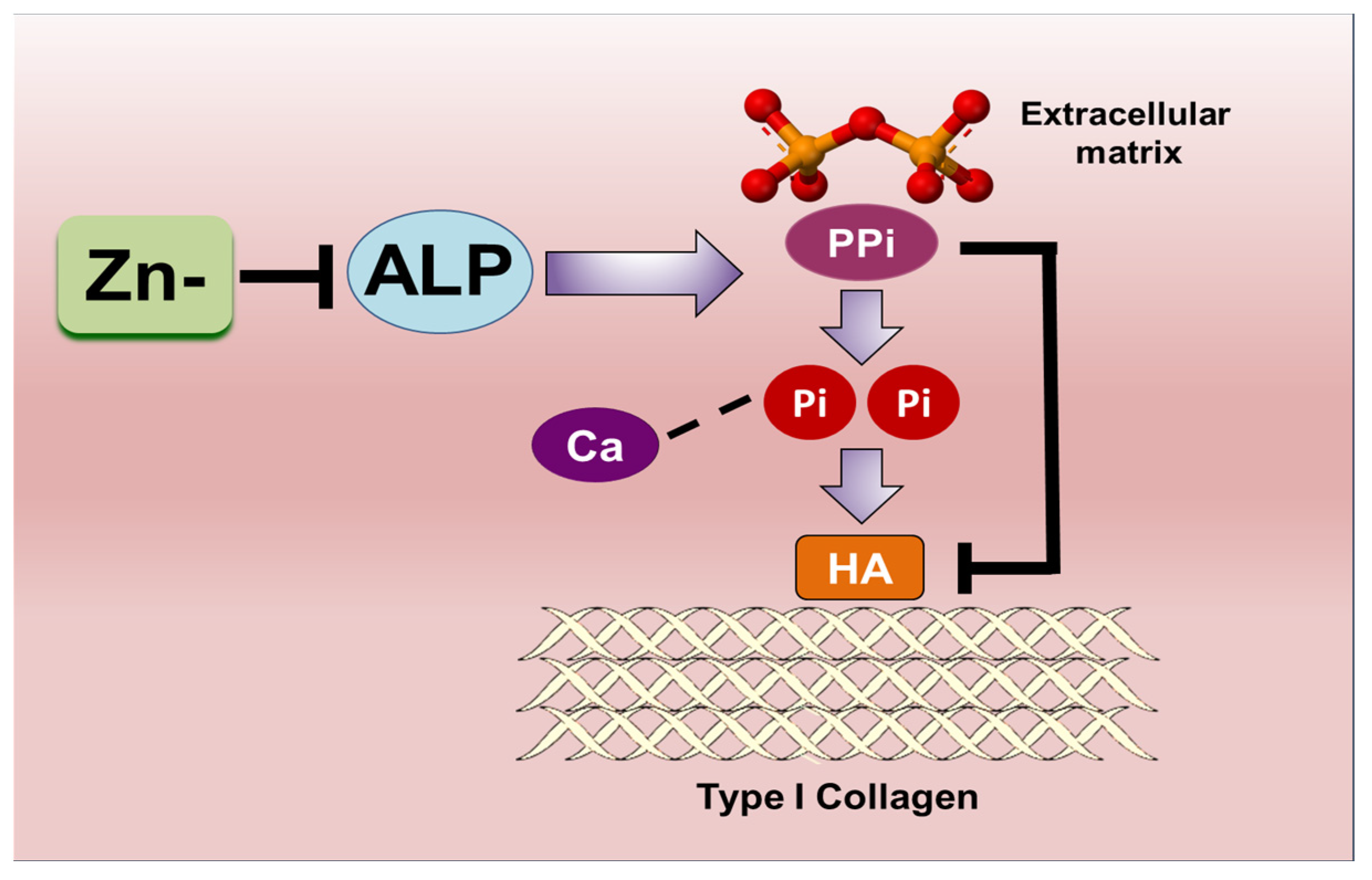 Nutrients 16 00291 g008 Nutrients 16 00291 g008
