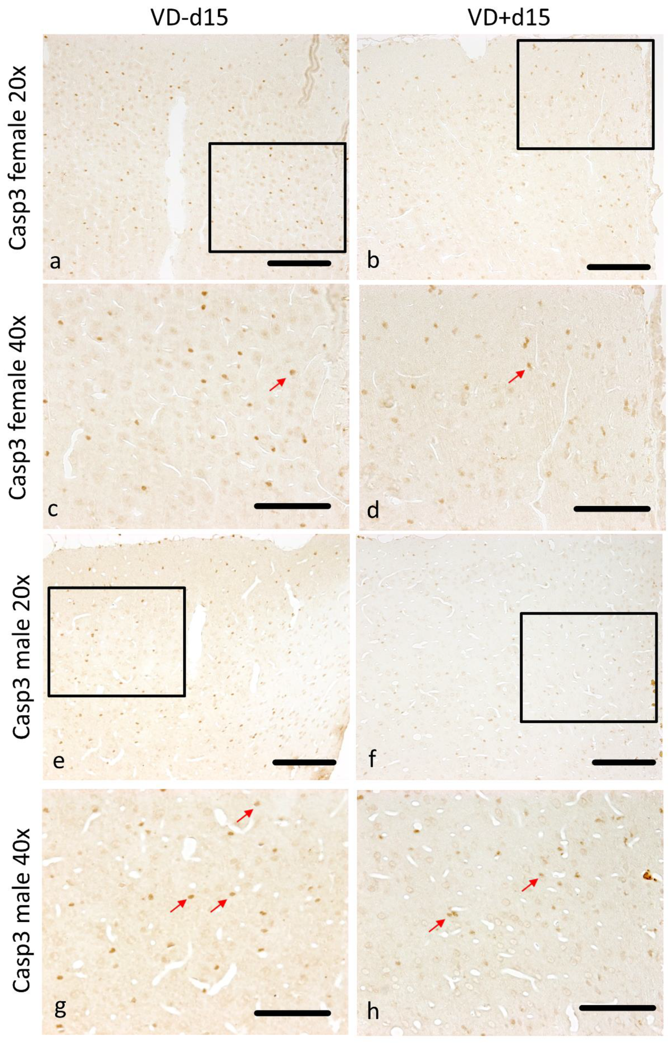 Nutrients 16 00554 g005