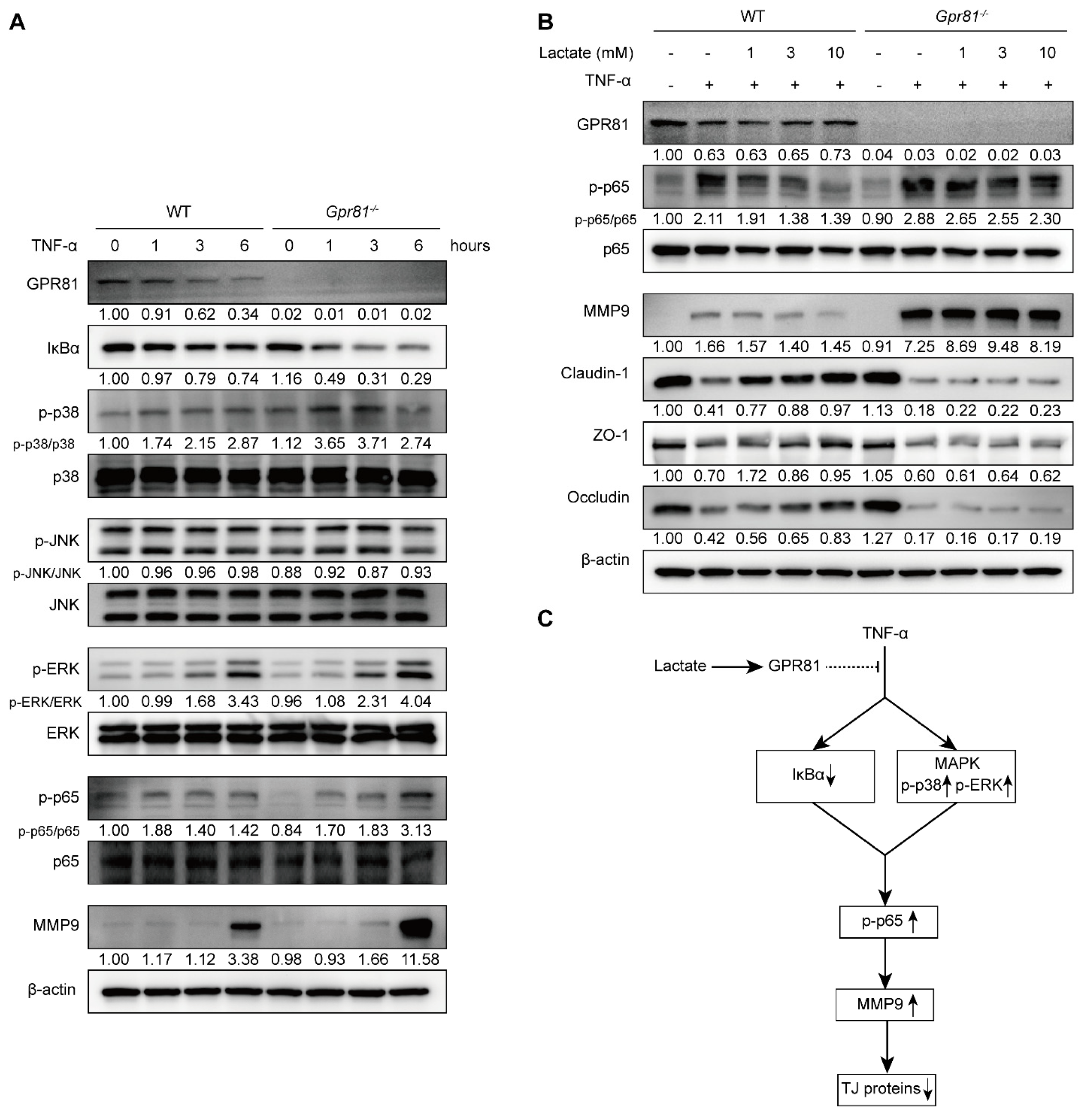 Nutrients 16 00582 g005