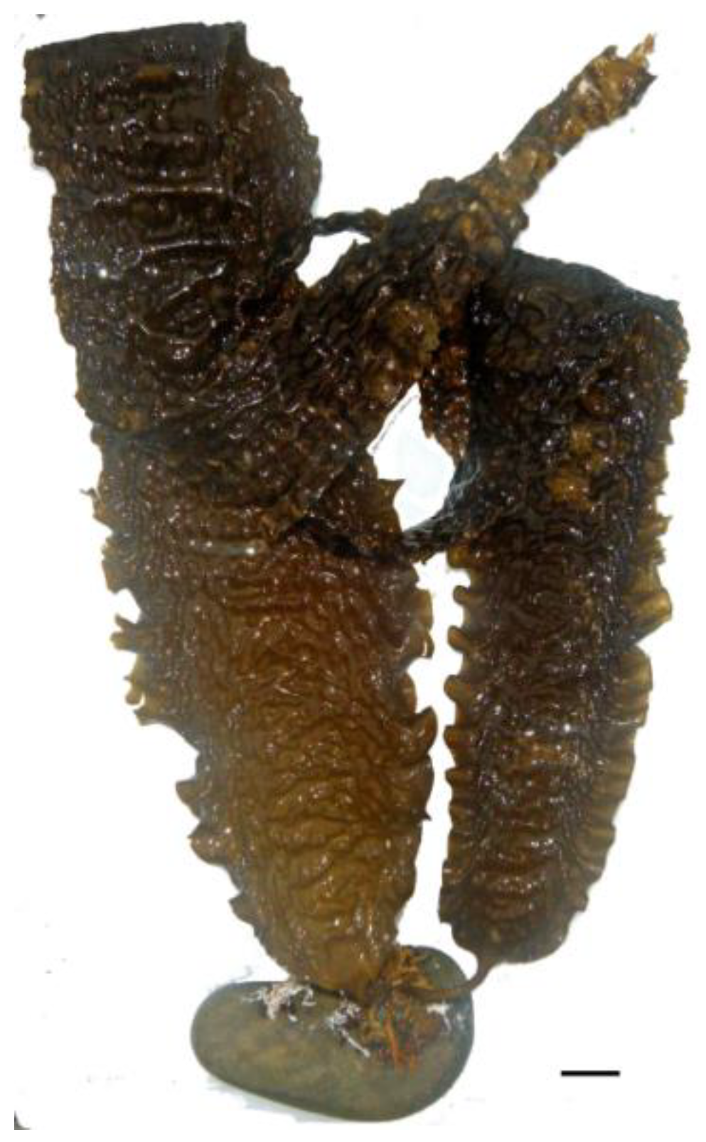 Nutrients 16 01123 g006