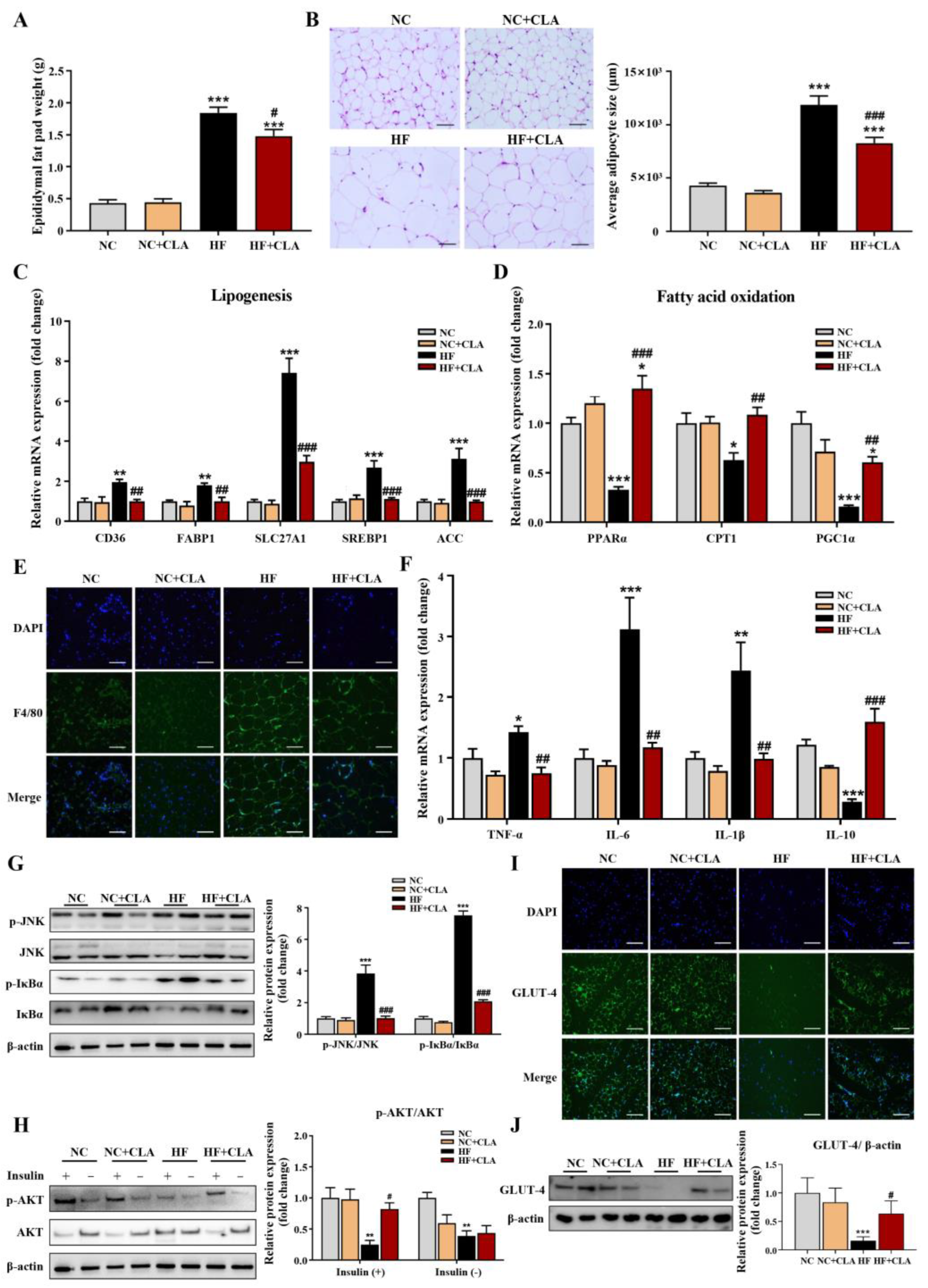 Nutrients 16 01133 g002