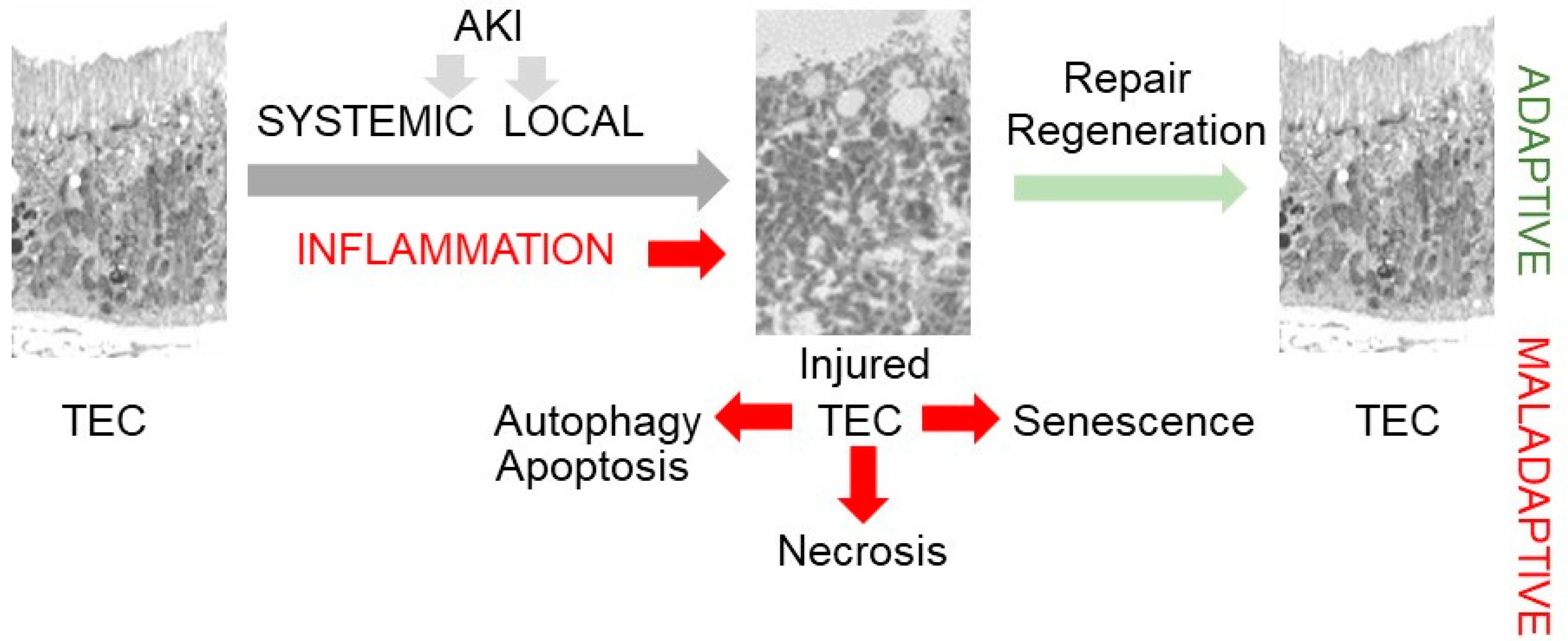 Nutrients 16 01342 g001 Nutrients 16 01342 g001