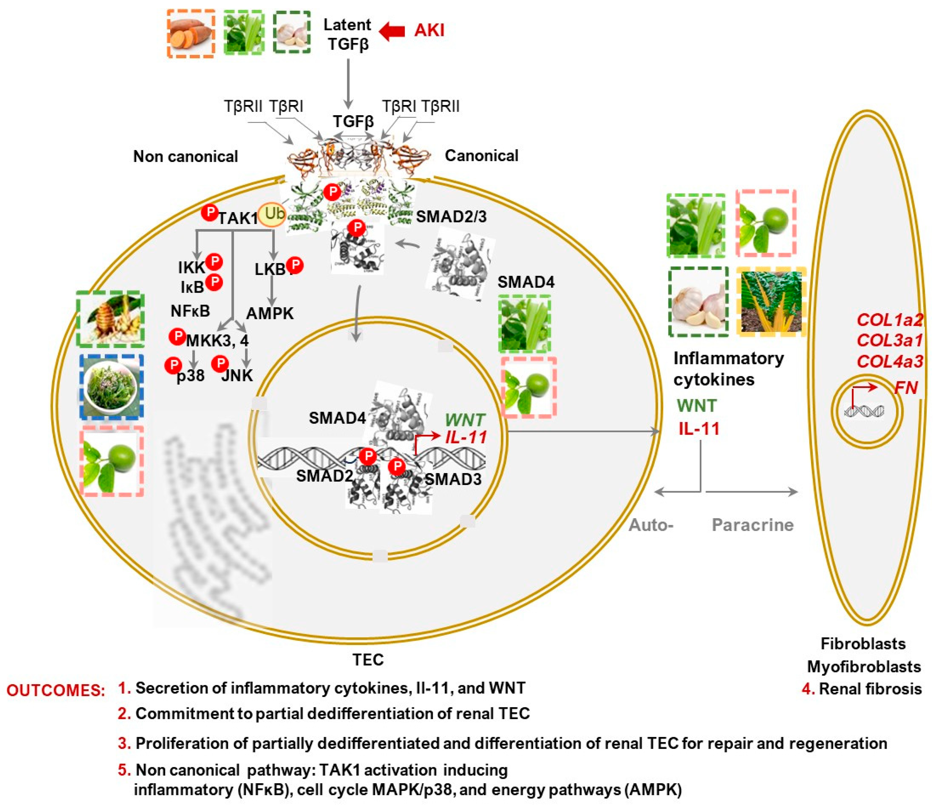 Nutrients 16 01342 g002 Nutrients 16 01342 g002