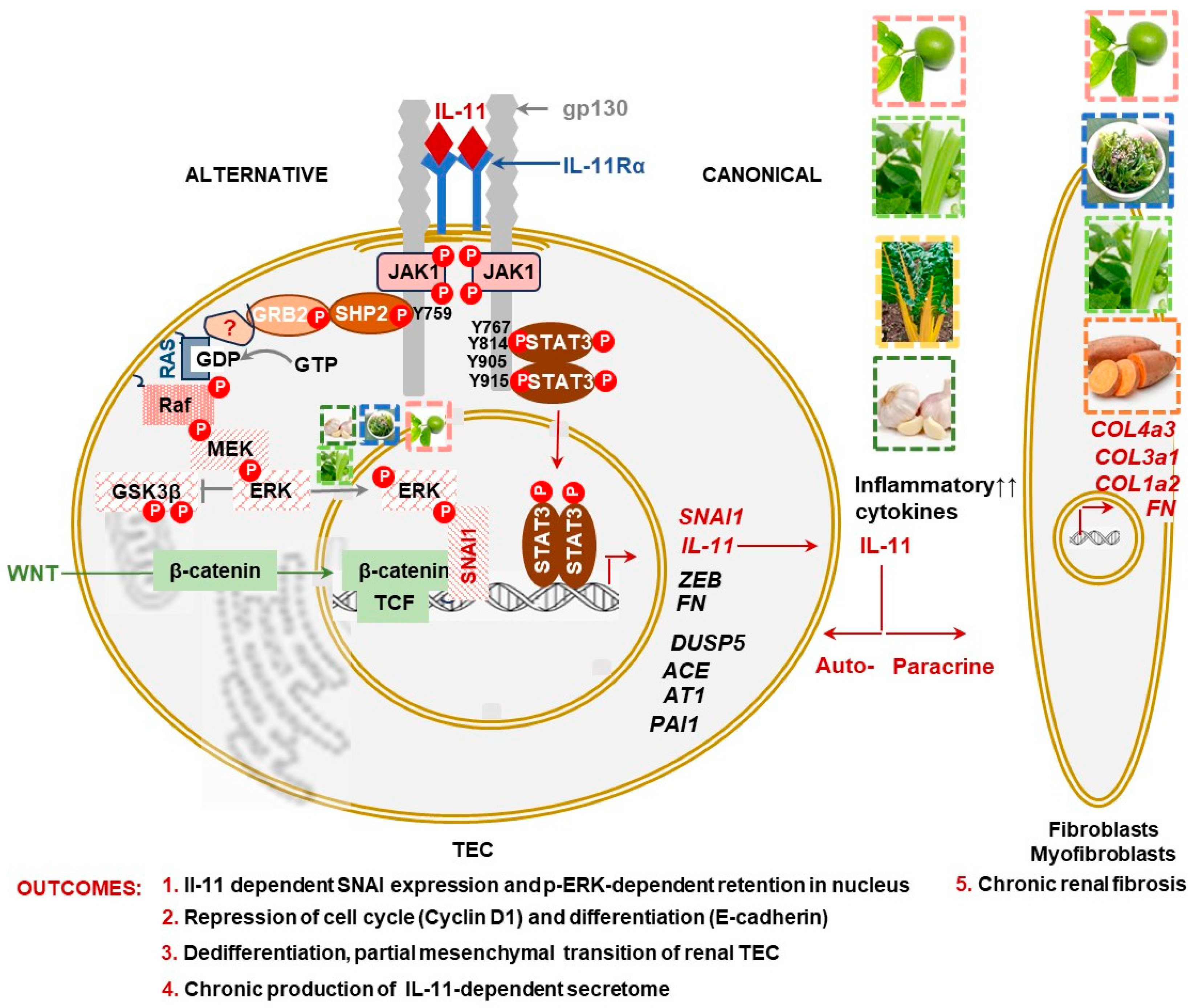 Nutrients 16 01342 g003 Nutrients 16 01342 g003